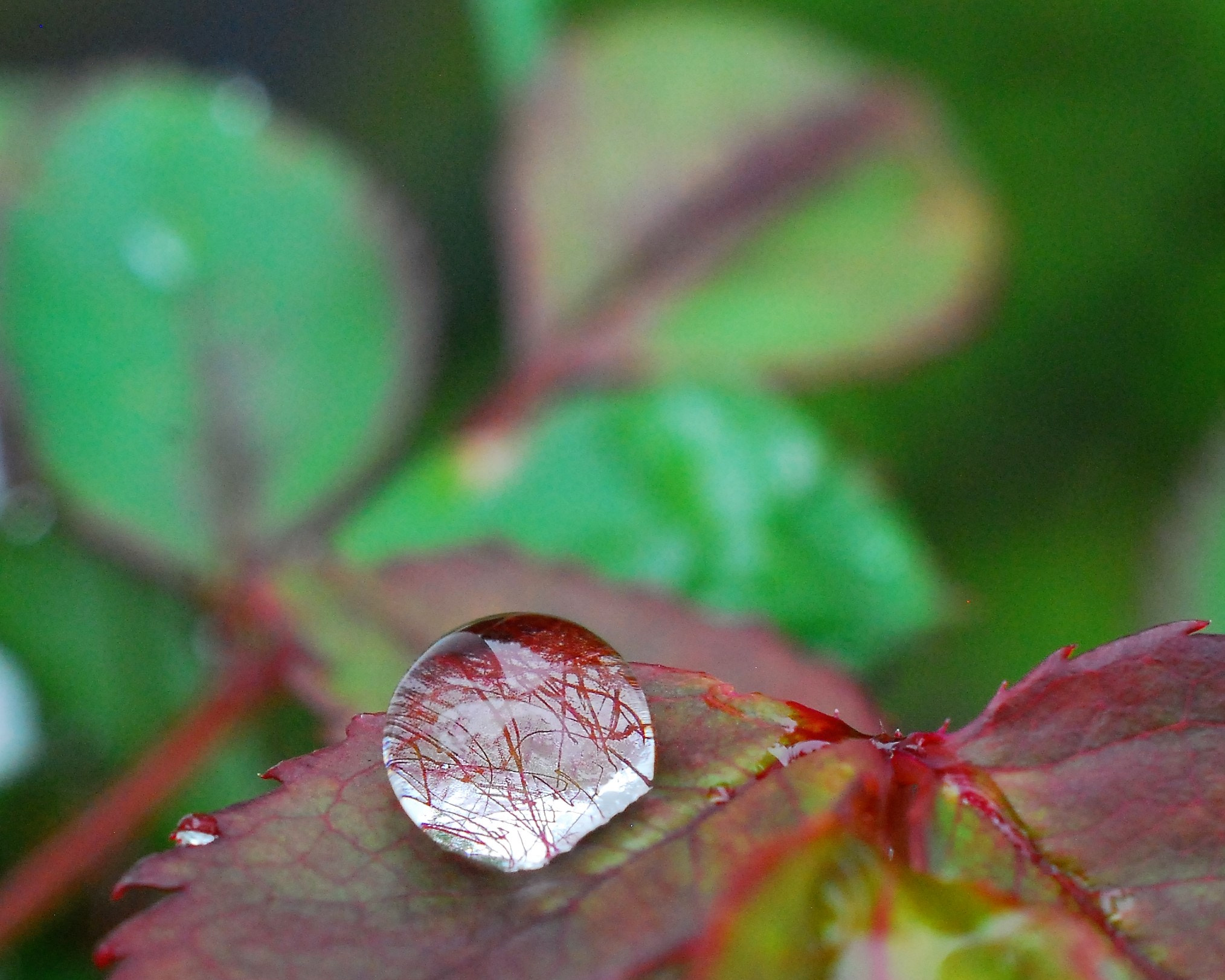 Nikon AF-S DX Micro Nikkor 40mm F2.8 sample photo. Veins photography