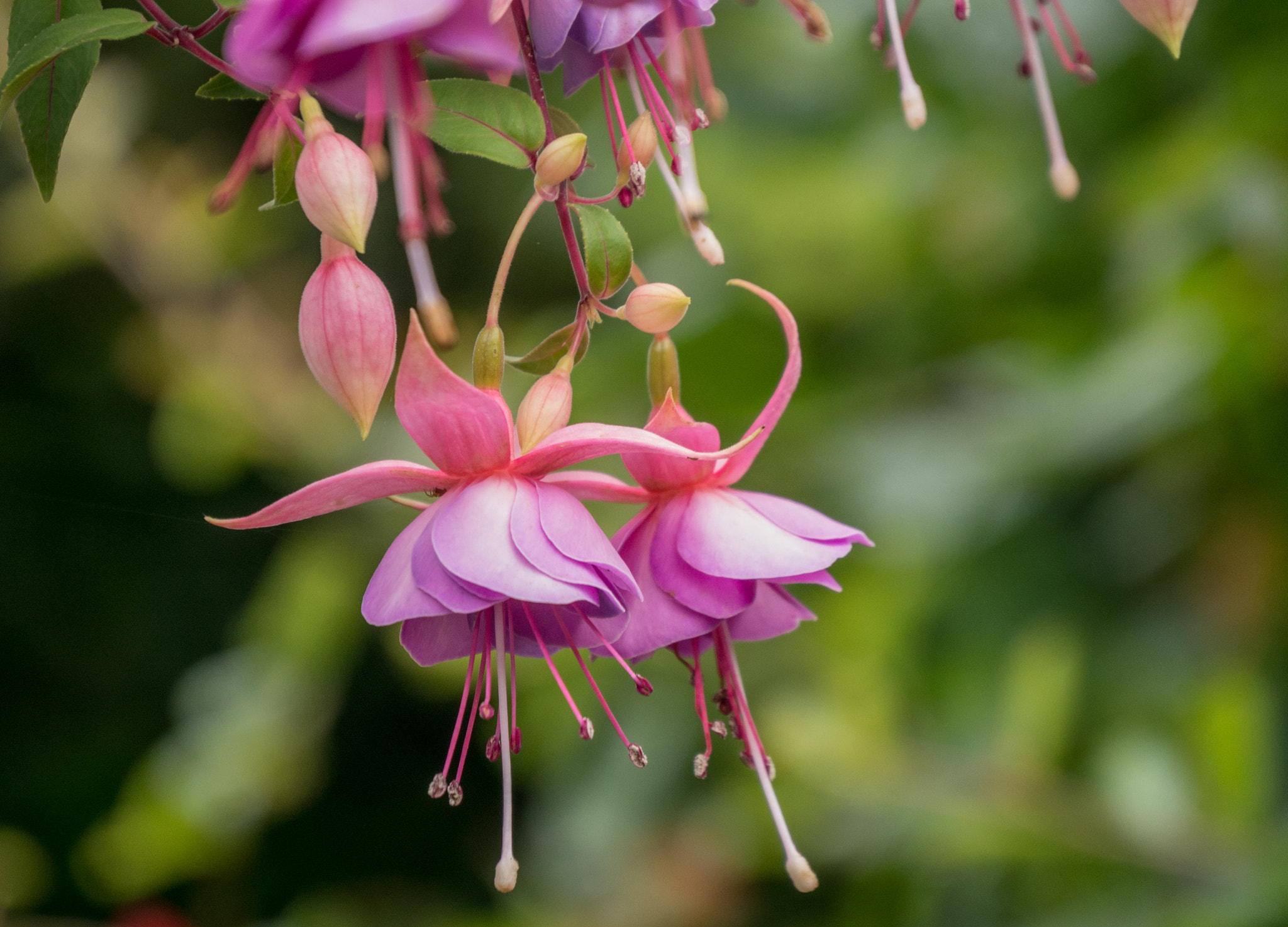 Panasonic Lumix DMC-G5 sample photo. Dancing fuschia photography