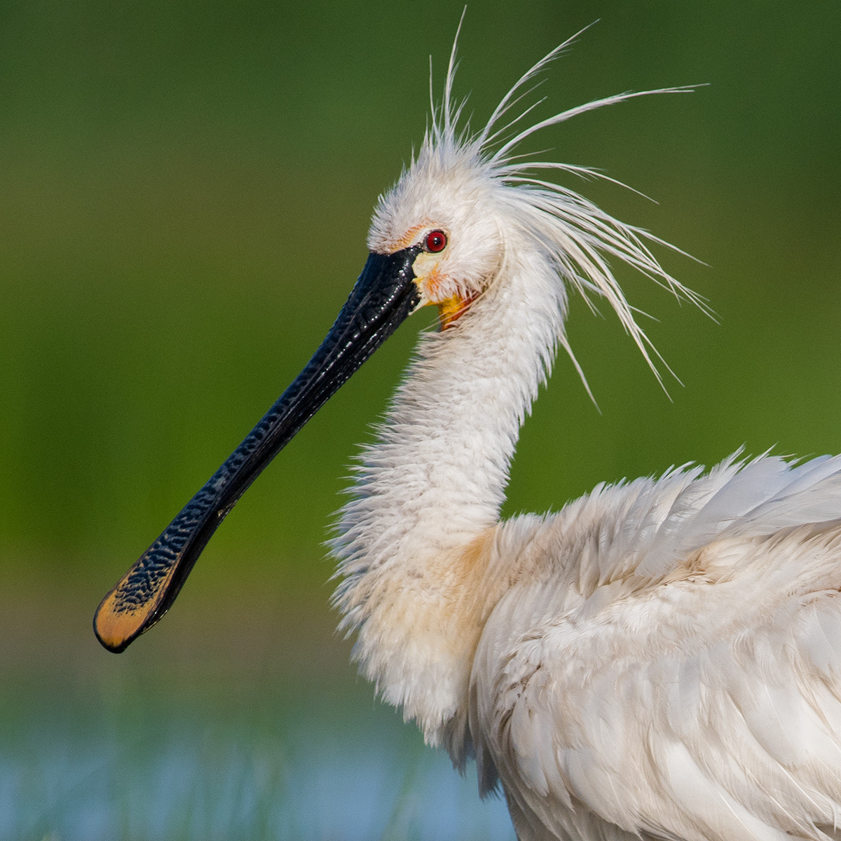 Nikon AF-S Nikkor 300mm F2.8G ED-IF VR sample photo. Spoonbill photography