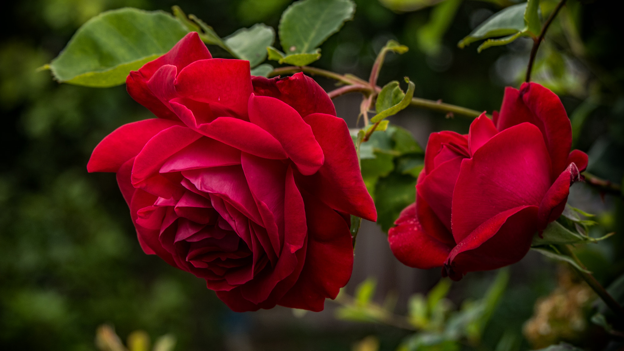 Panasonic Lumix DMC-G5 sample photo. Red roses photography