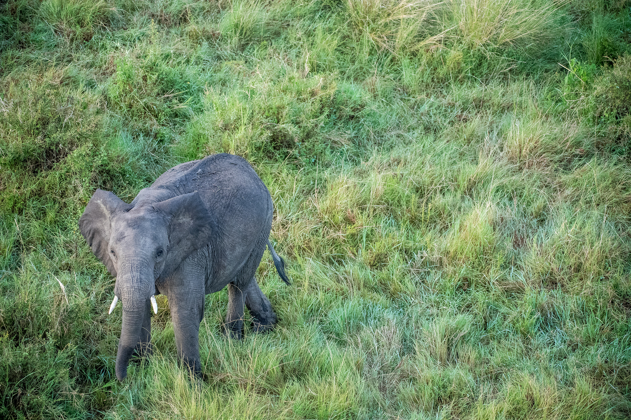 Nikon D5 sample photo. Elephant in grass photography