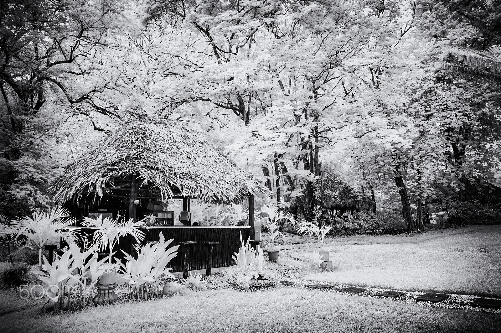 Nikon D300S + Nikon AF-S DX Nikkor 18-55mm F3.5-5.6G VR II sample photo. Tropical oasis, infrared photography