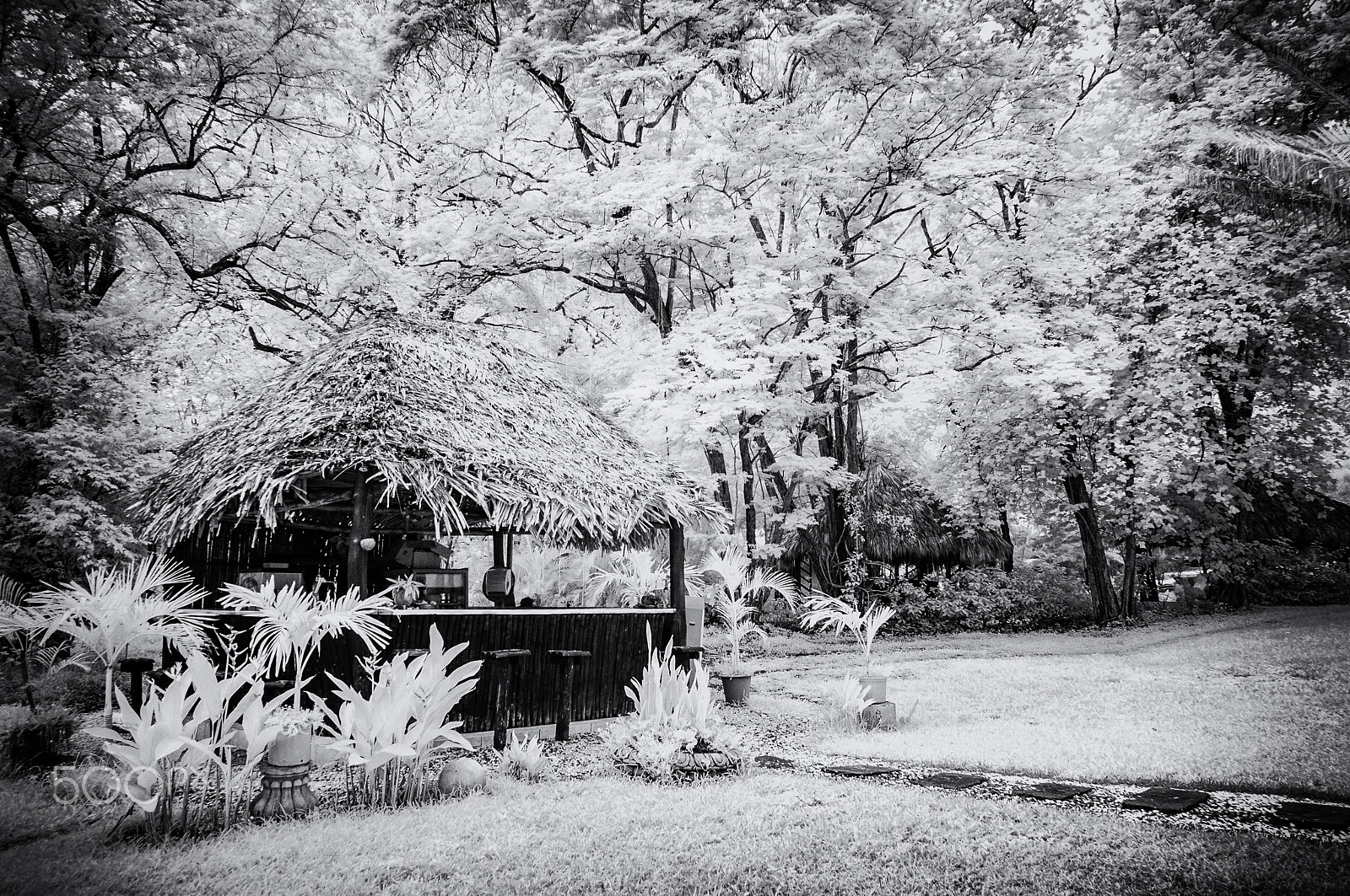 Nikon D300S sample photo. Tropical oasis, infrared photography