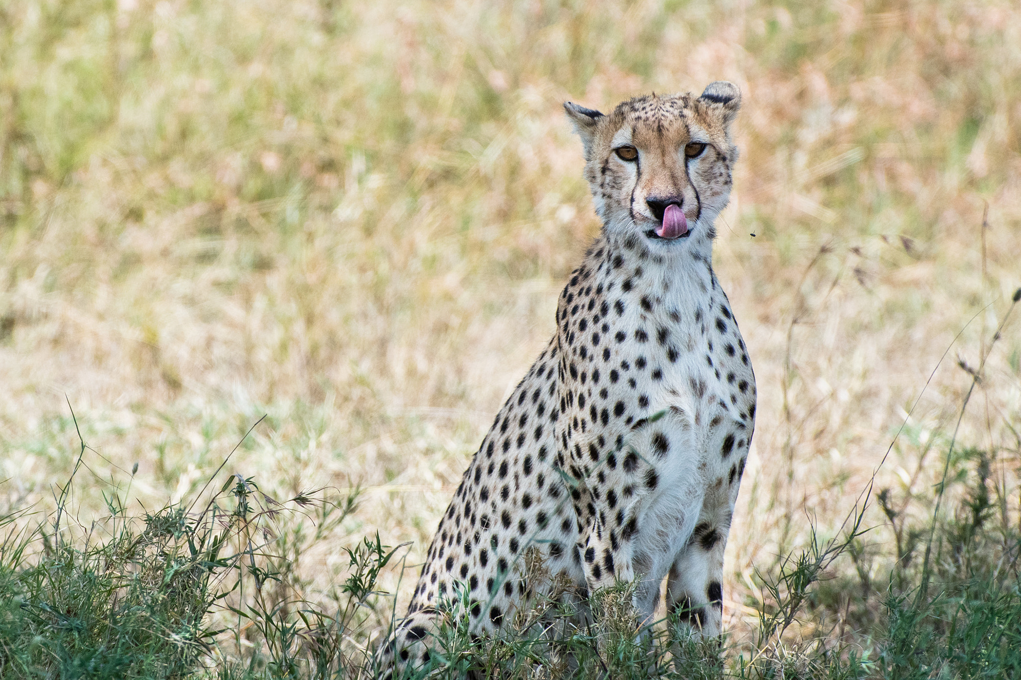 Nikon D5 sample photo. Cheetah in the serengeti photography