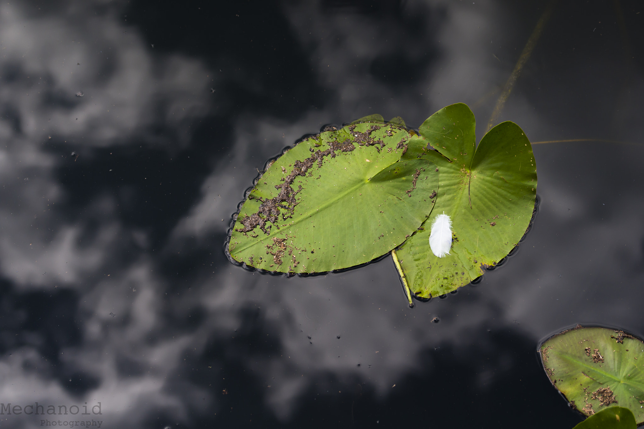 Canon EOS-1D C + Canon EF 100mm F2.8L Macro IS USM sample photo. Feather on a leaf photography