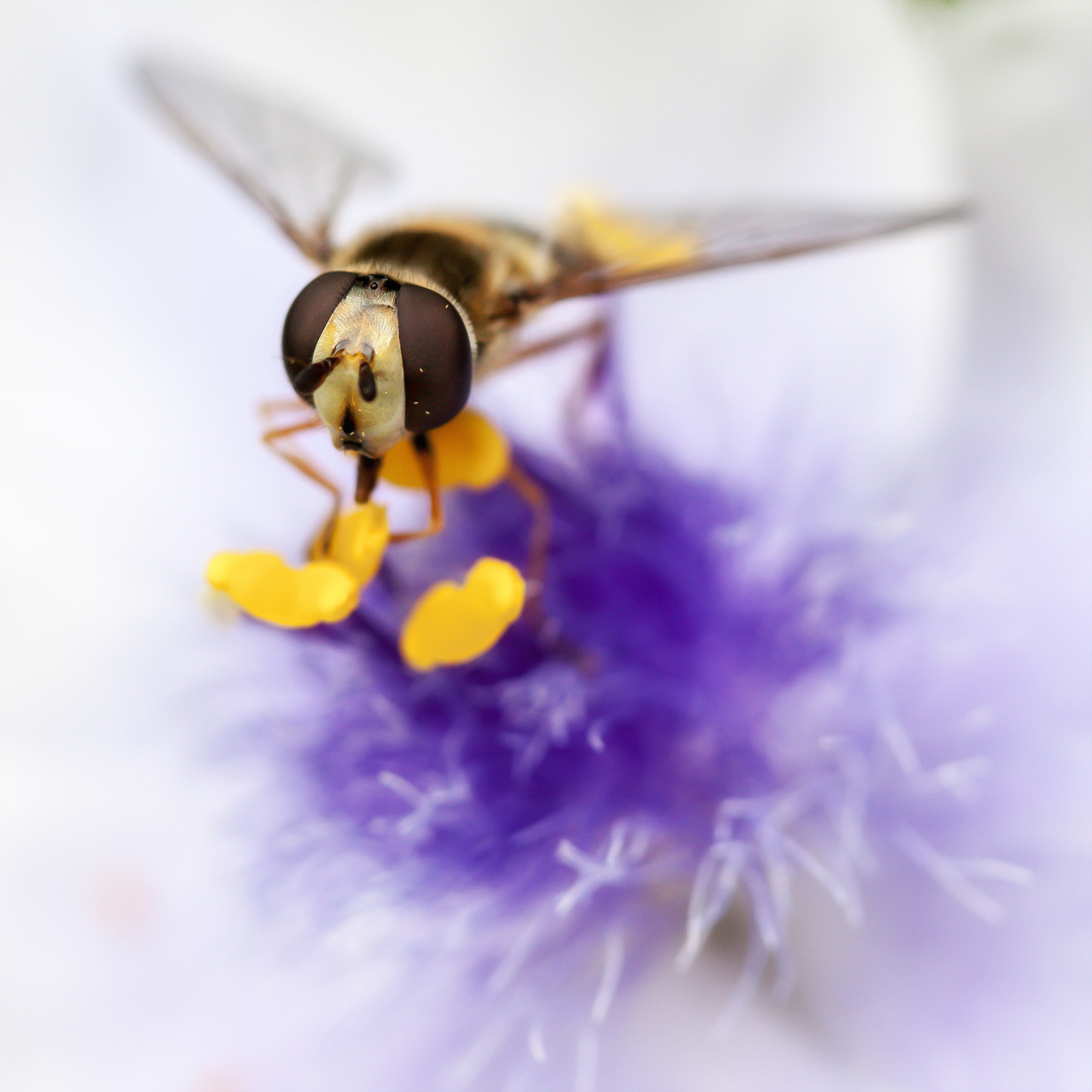 Canon EF-S 60mm F2.8 Macro USM sample photo. Syrphe photography
