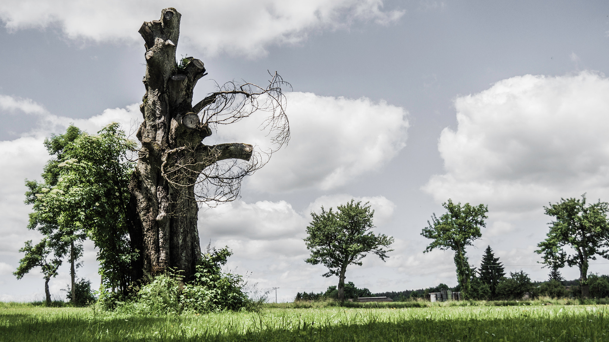 OLYMPUS M.14-150mm F4.0-5.6 II sample photo. Dead tree photography