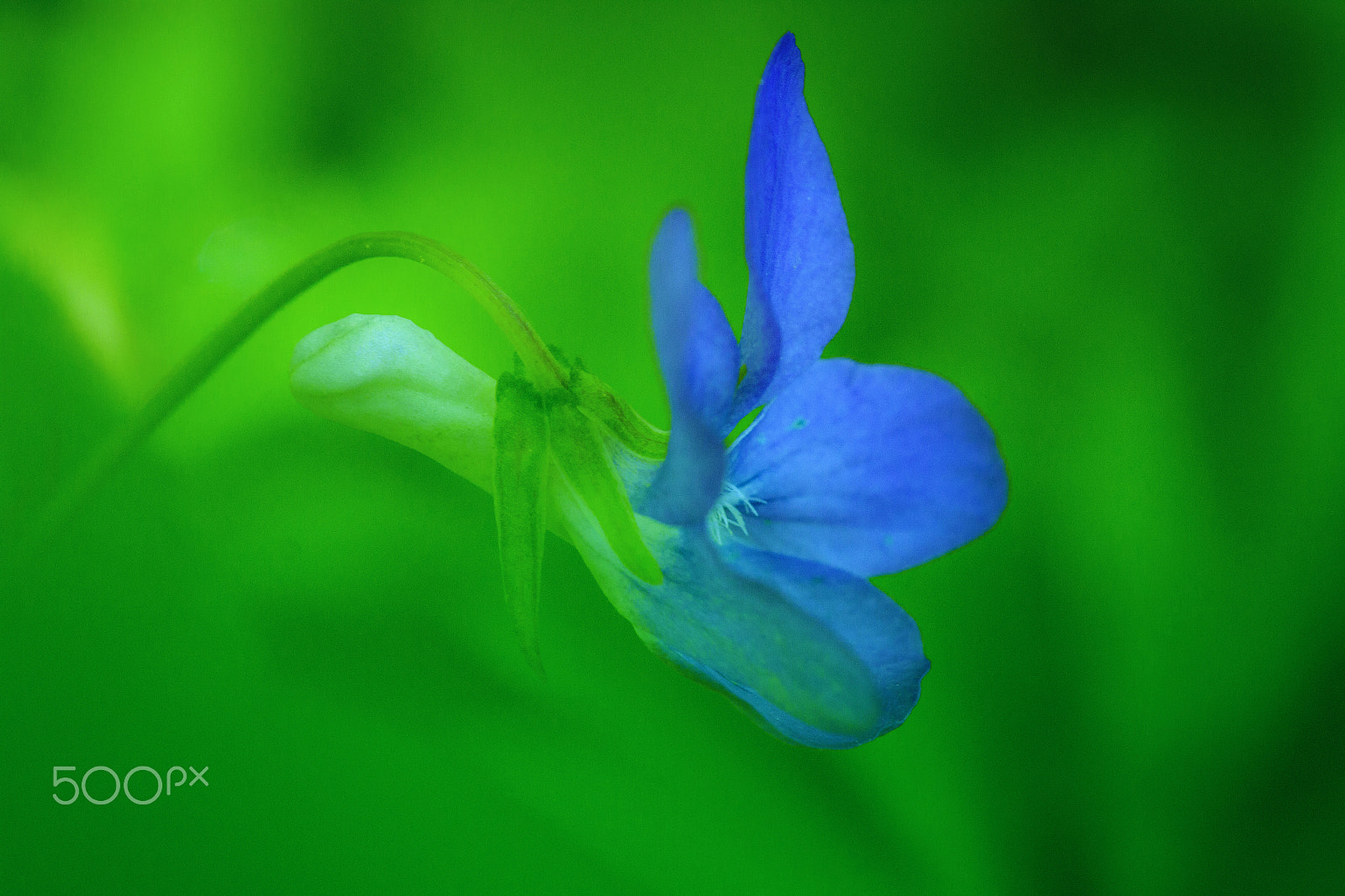 Sigma APO Macro 150mm f/2.8 EX DG HSM sample photo. Blue and green photography