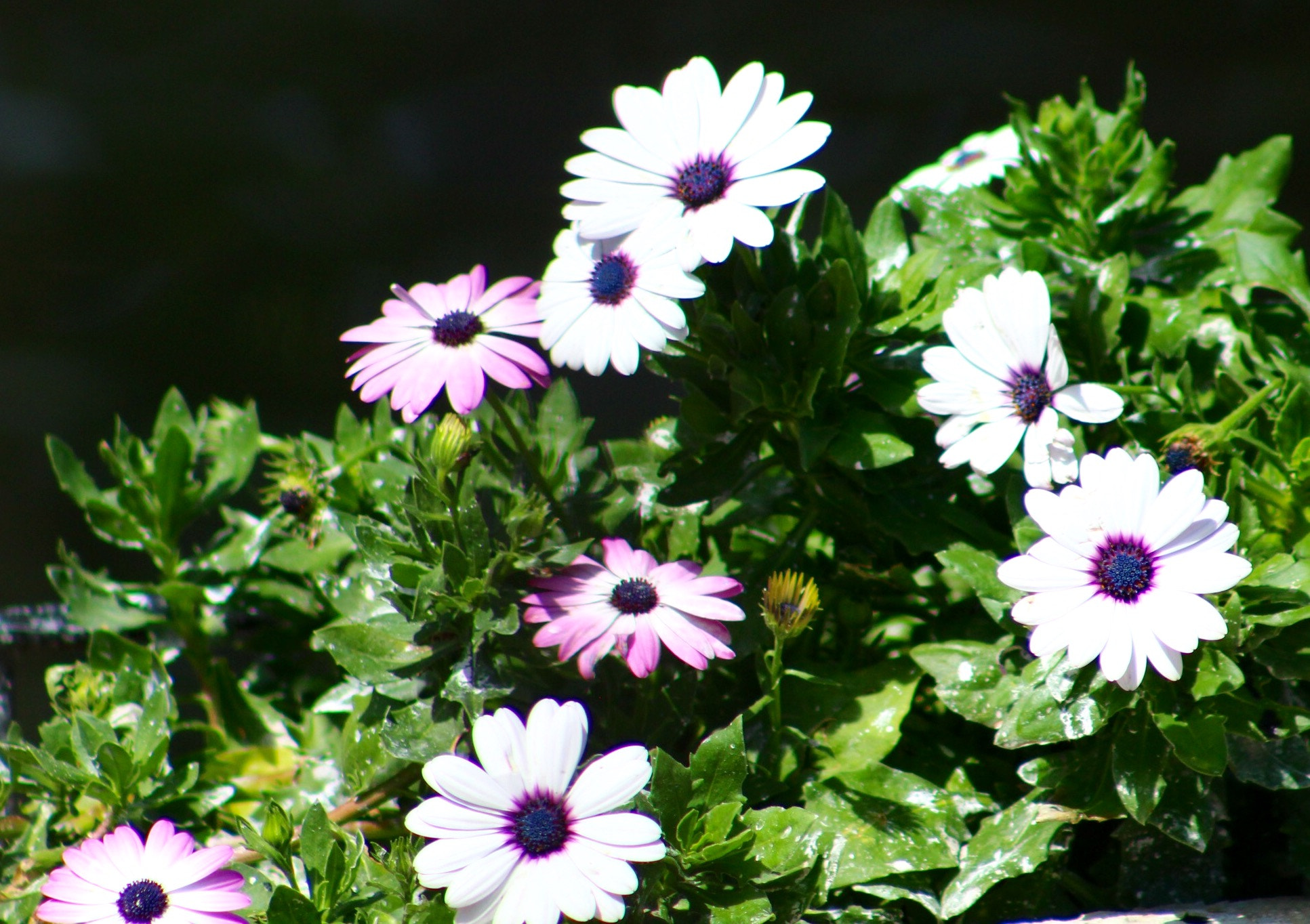Canon EF75-300mm f/4-5.6 sample photo