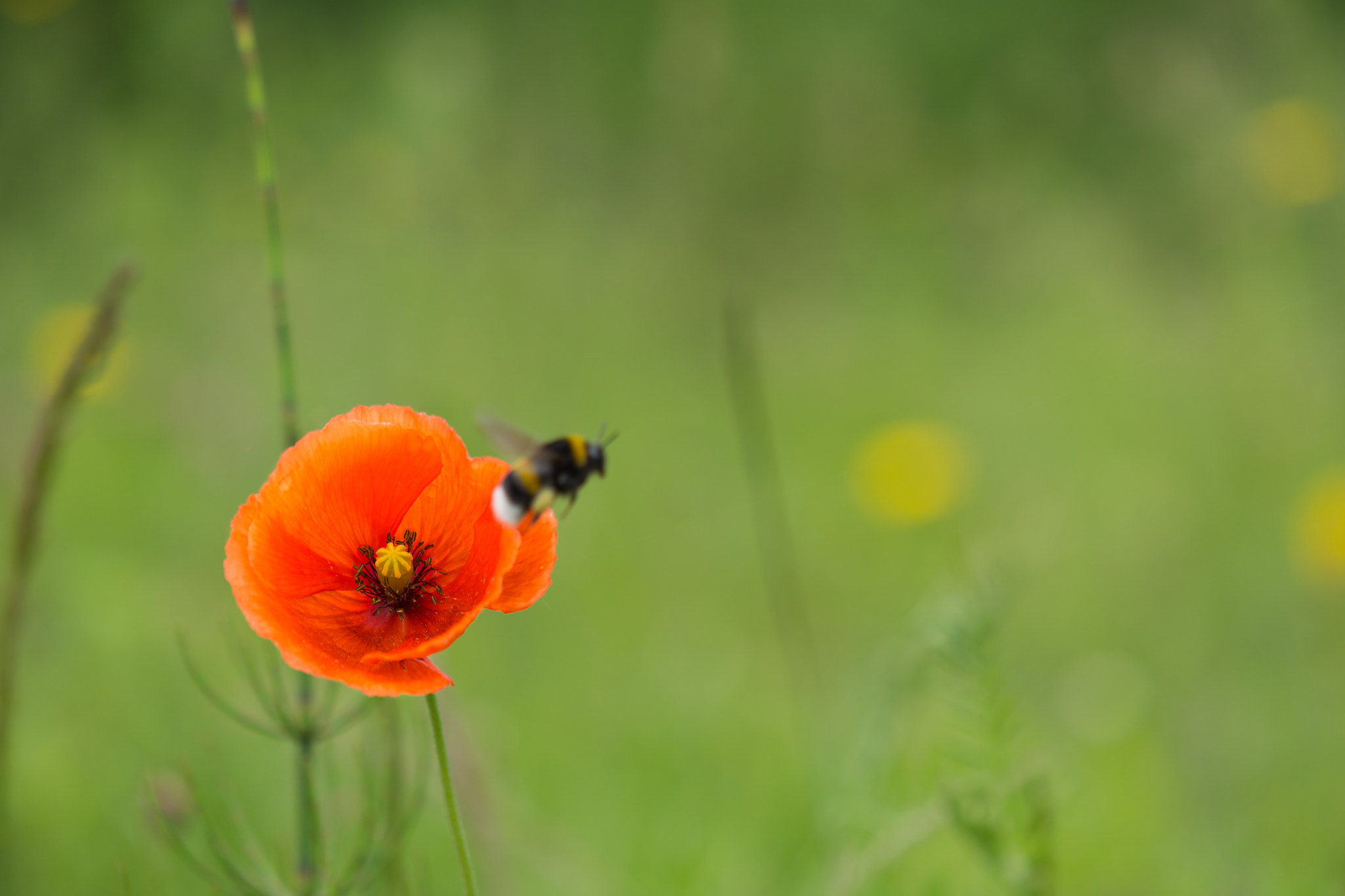 Nikon AF-S DX Micro-Nikkor 85mm F3.5G ED VR sample photo. Bumblebee.jpg photography