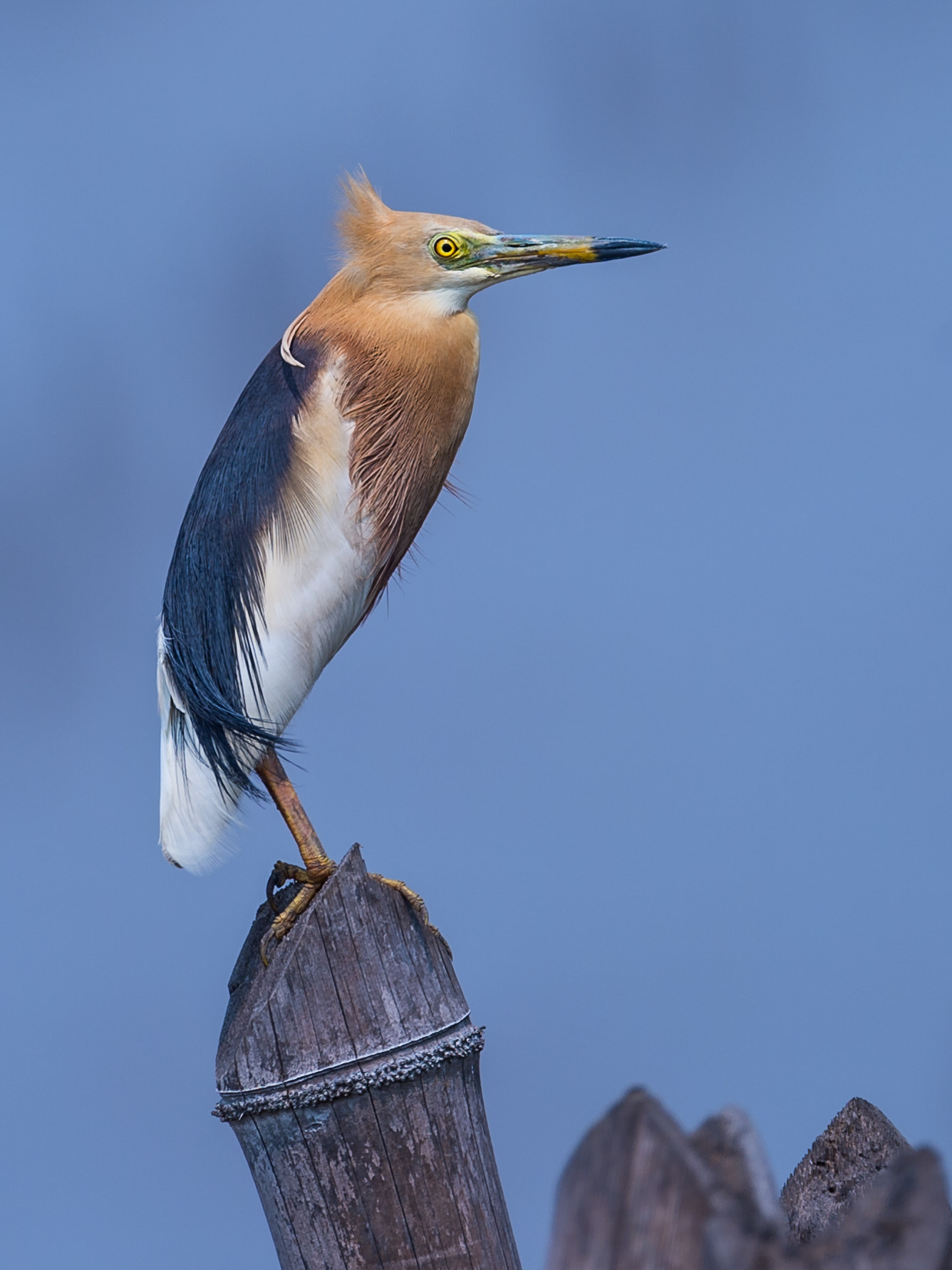 Nikon AF-S Nikkor 600mm F4E FL ED VR sample photo. Javan pond heron ardeola speciosa in breeding plumage photography