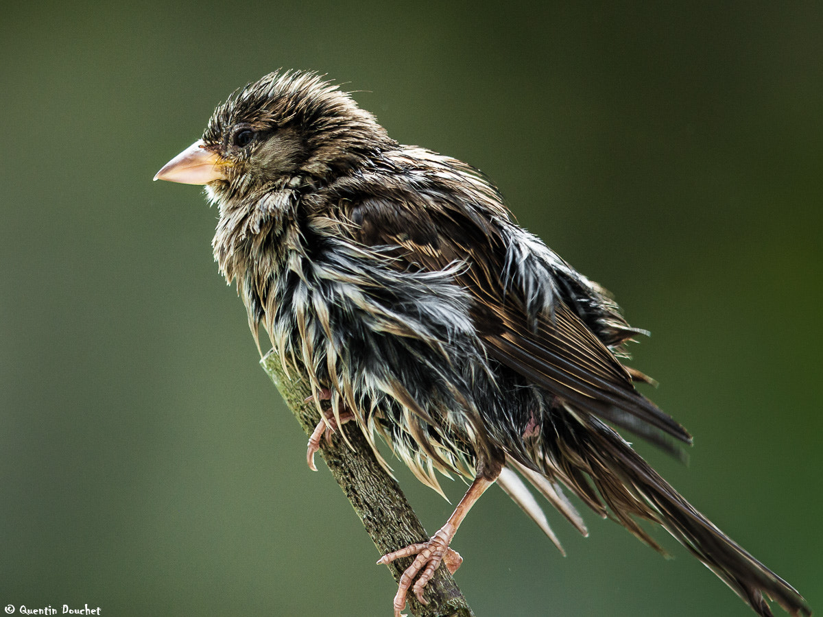 Canon EF 600mm F4L IS II USM sample photo. Moineau mouillé photography
