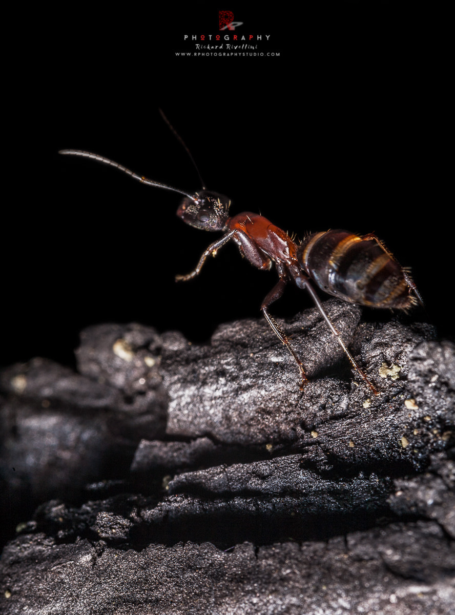 Canon EF 180mm F3.5L Macro USM sample photo. No name photography