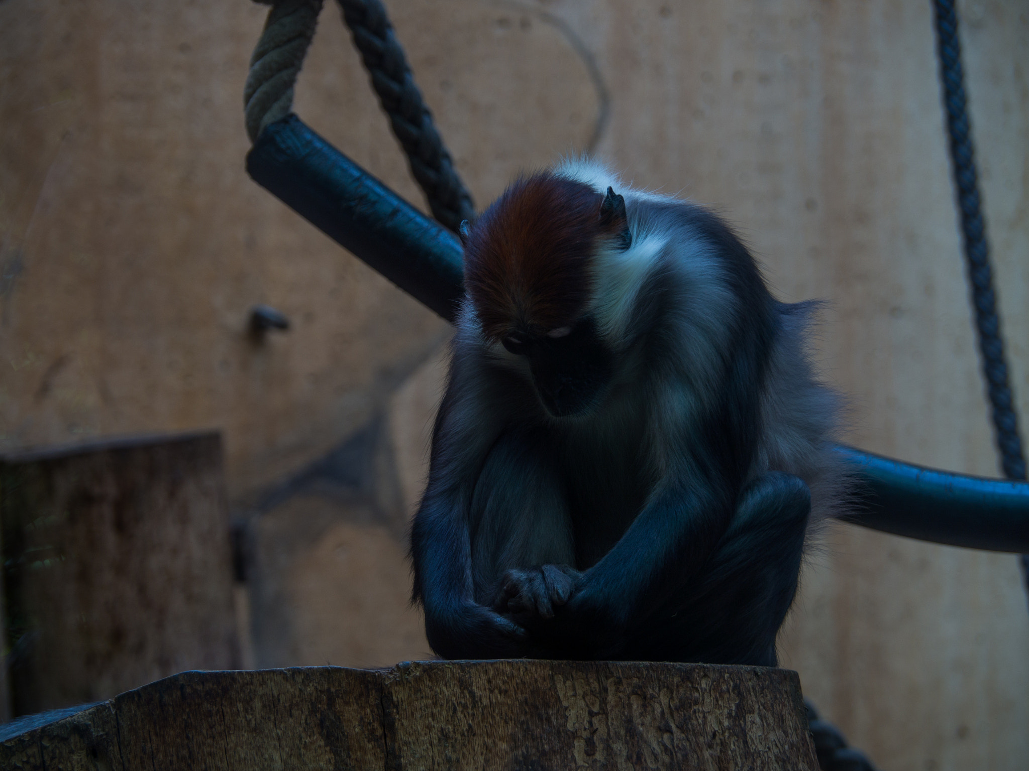 OLYMPUS M.14-150mm F4.0-5.6 II sample photo. Meditation photography