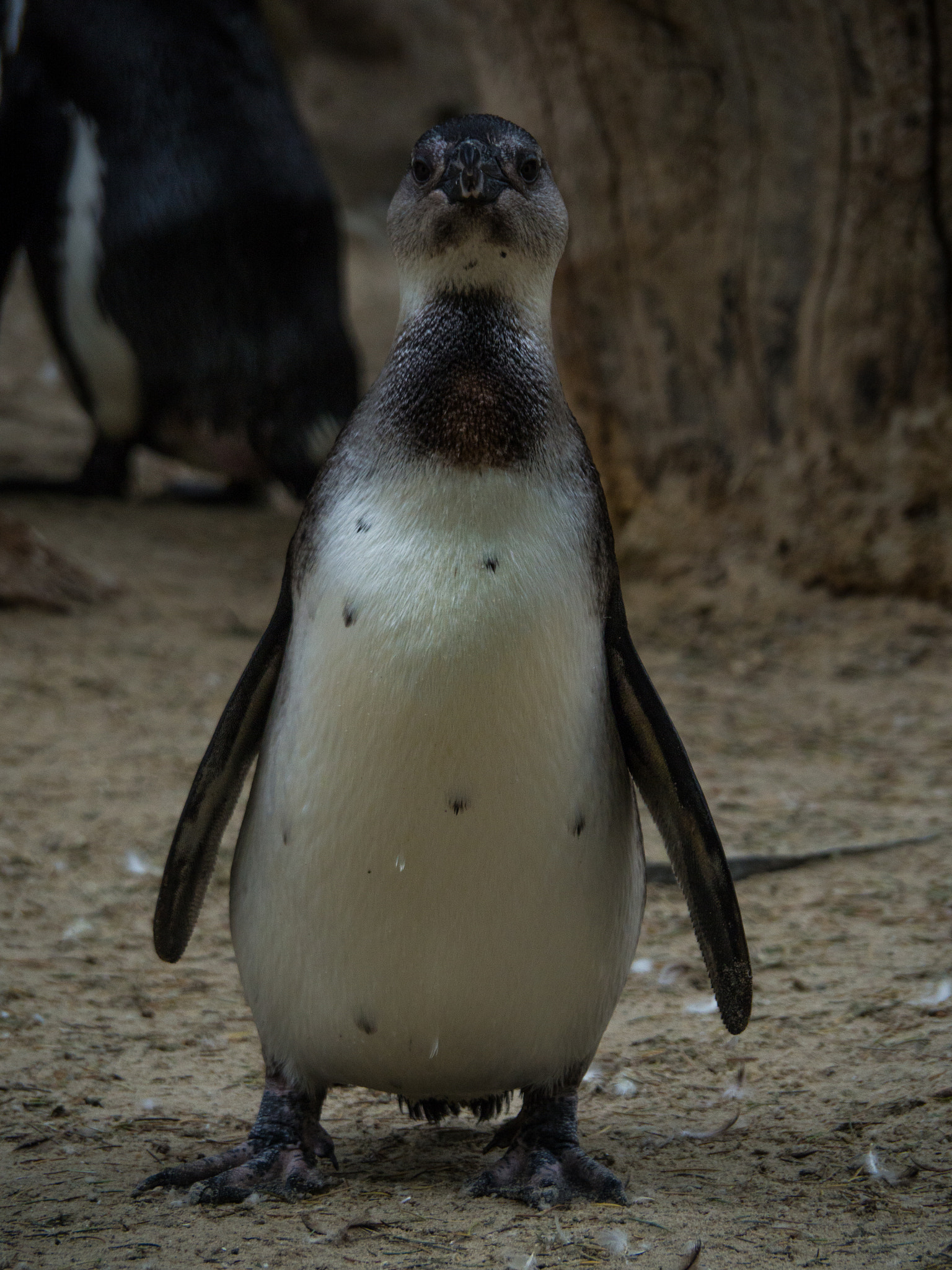 OLYMPUS M.14-150mm F4.0-5.6 II sample photo. Penguin photography