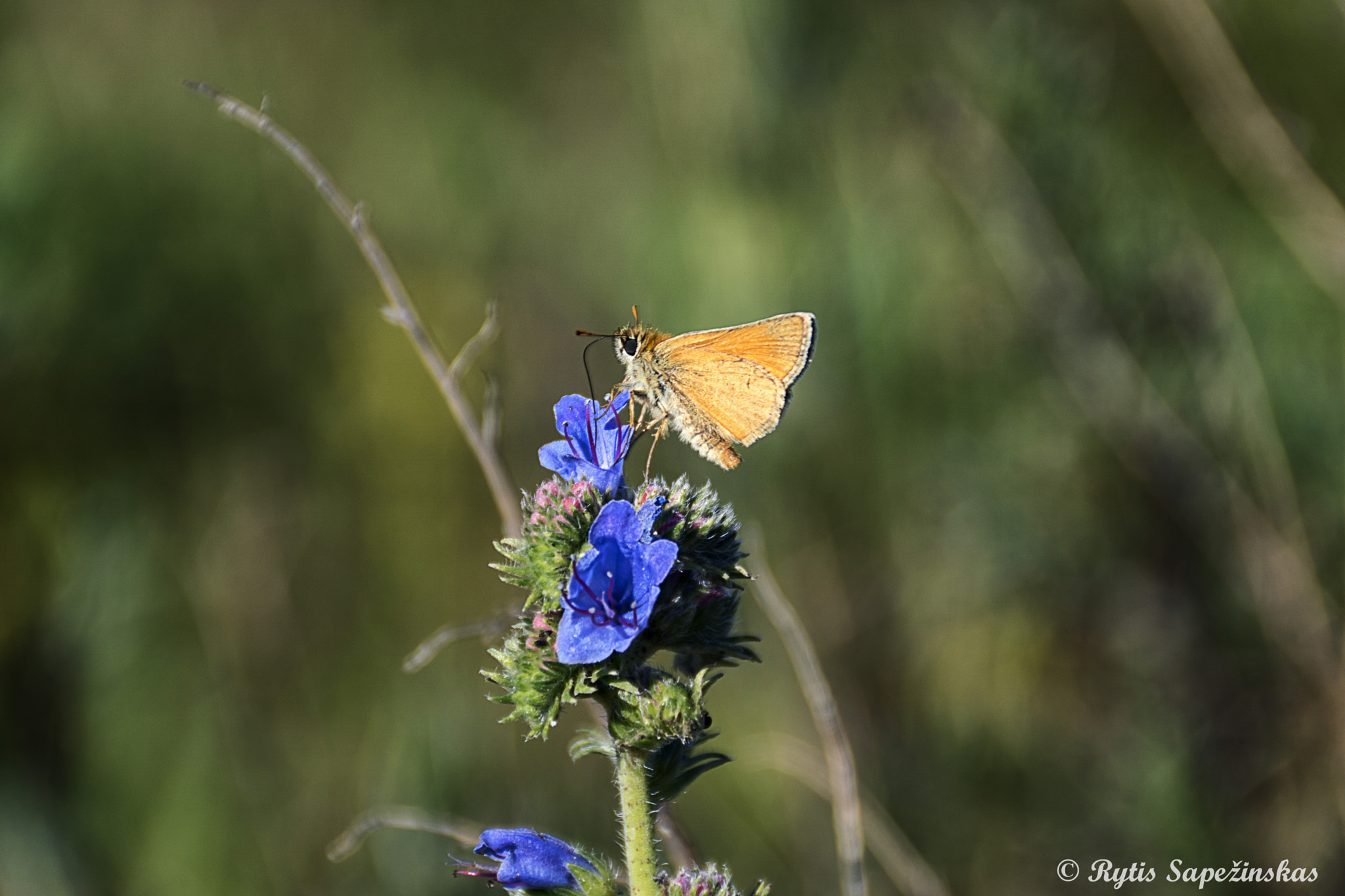 Sony ILCA-77M2 + Sony DT 18-200mm F3.5-6.3 sample photo. Butterfly photography