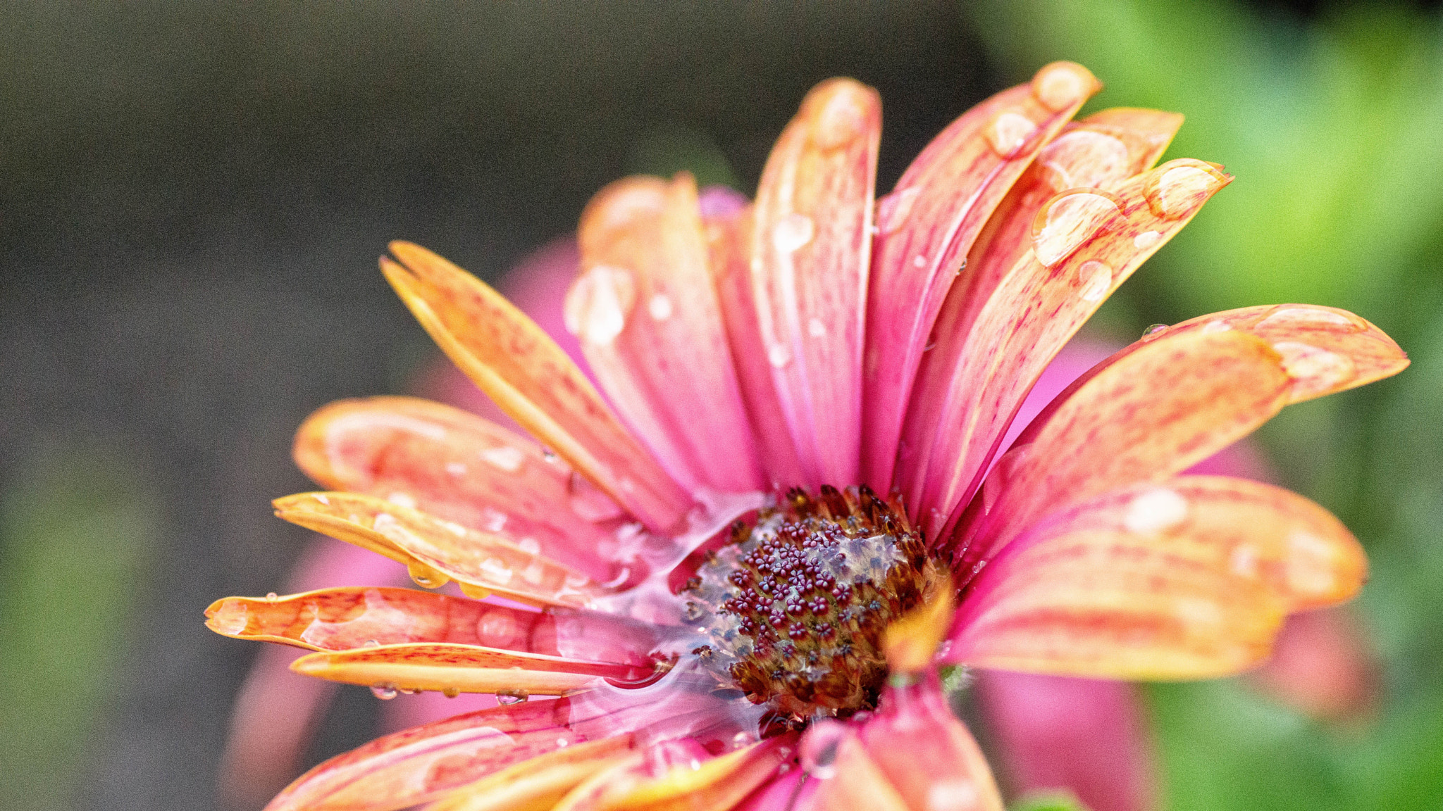 Nikon D3200 + Tamron SP 90mm F2.8 Di VC USD 1:1 Macro sample photo. Rainy night. photography