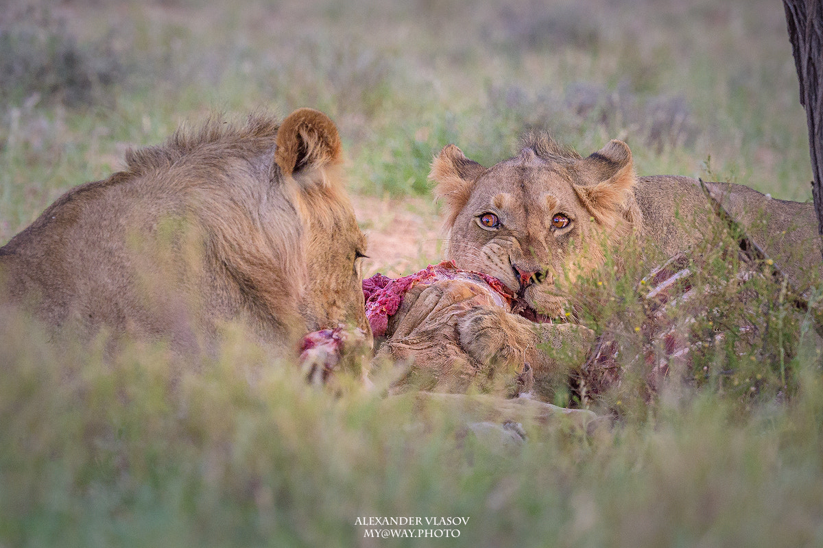 Nikon AF-S Nikkor 500mm F4E FL ED VR sample photo. 2 lions with a kill photography