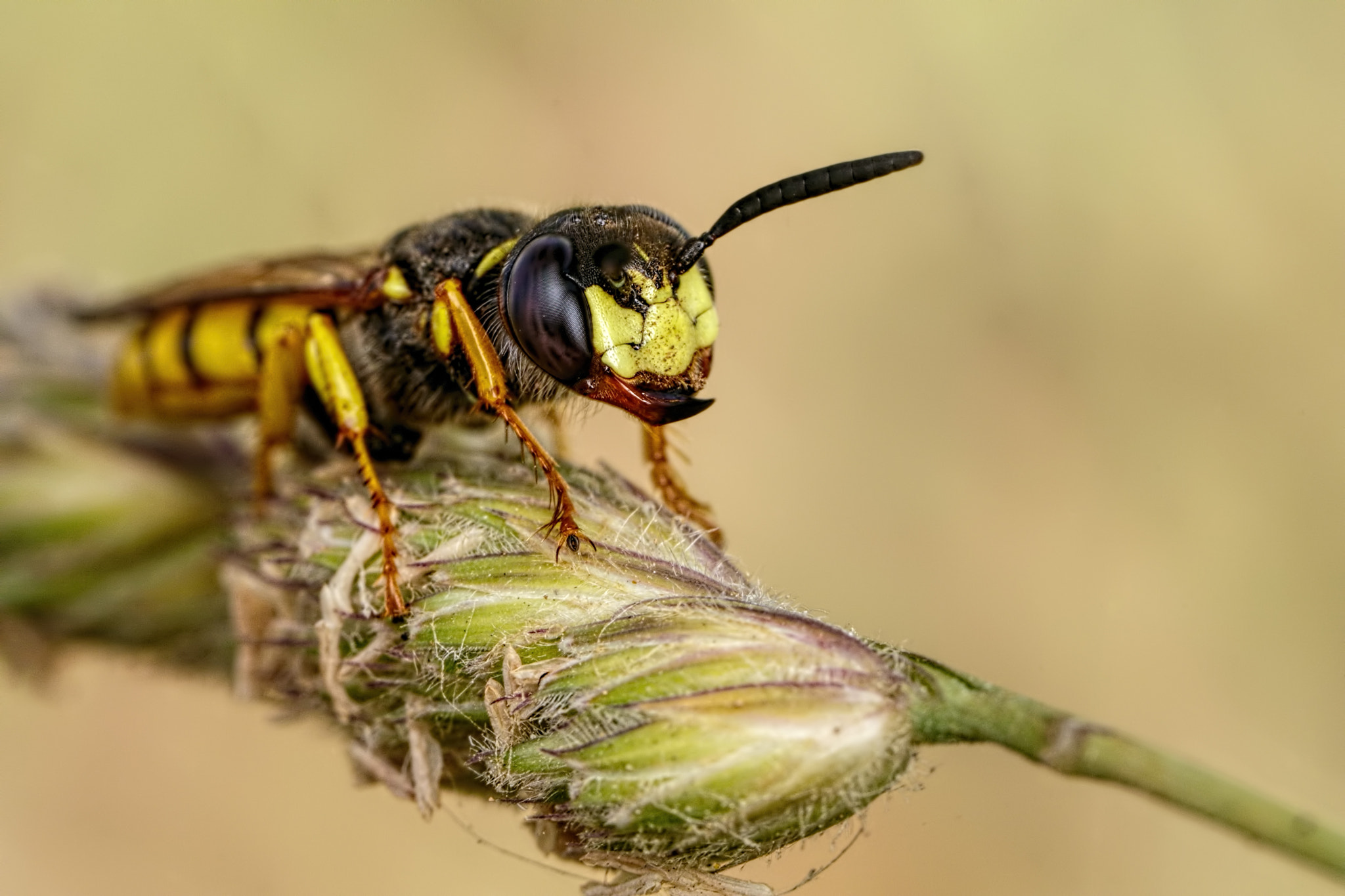 Canon MP-E 65mm F2.5 1-5x Macro Photo sample photo. Beewolf i photography