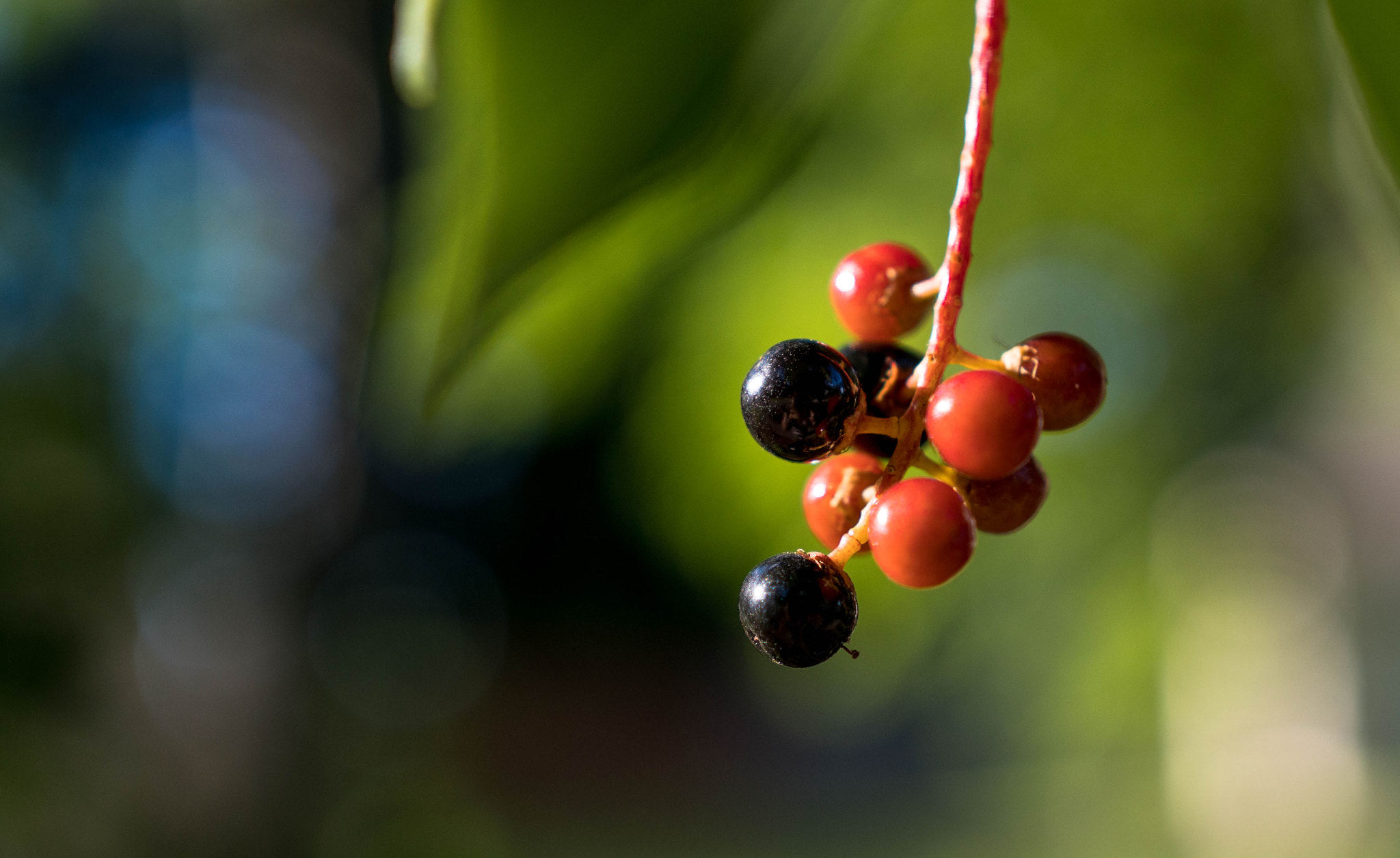 Sony a6300 + 18-35mm F1.8 DC HSM | Art 013 sample photo. Hanging photography
