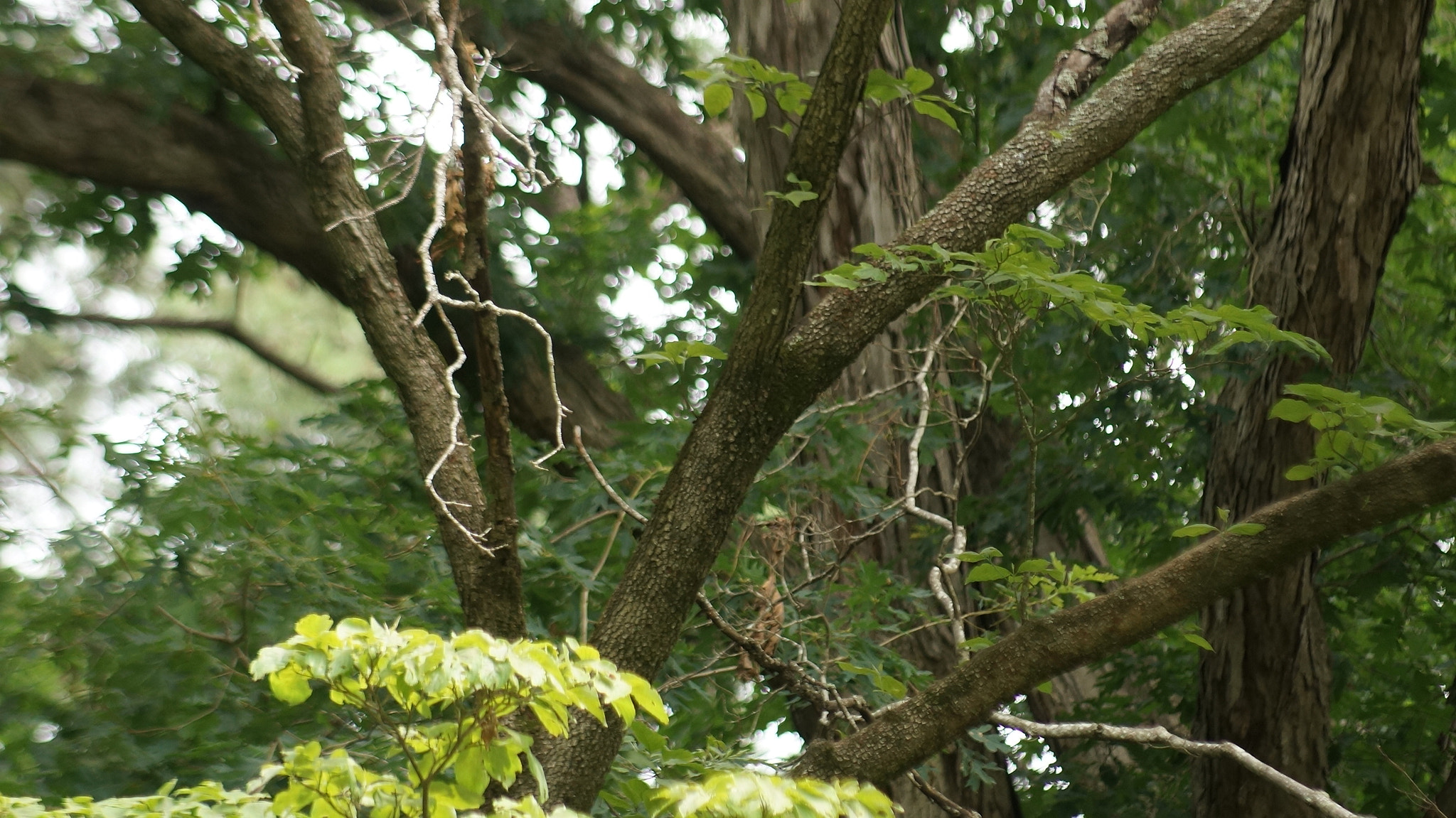 Sony 75-300mm F4.5-5.6 sample photo. Without trees, we can't breathe. photography