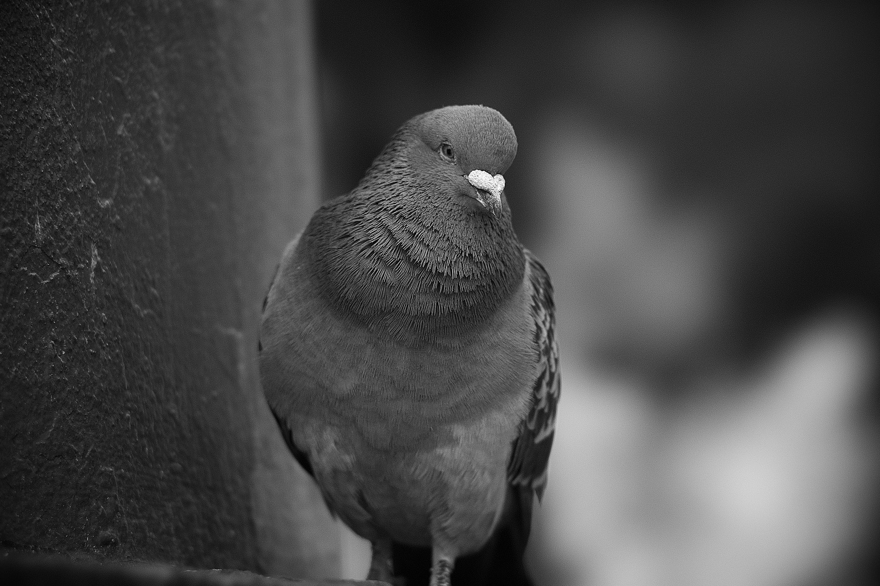 135mm F2.8[T4.5] STF sample photo. Pigeon photography