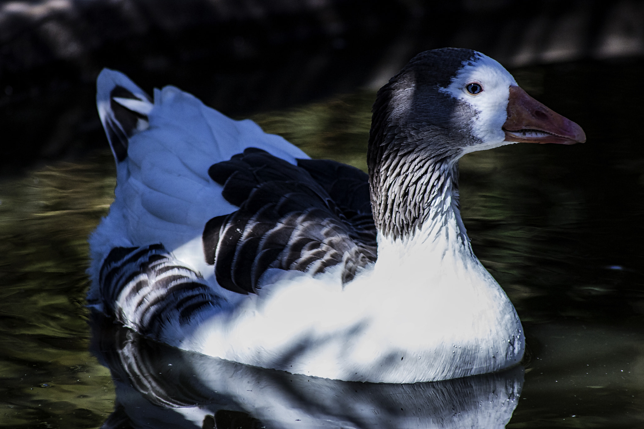 Sigma 70-300mm F4-5.6 APO DG Macro sample photo. The dodge photography