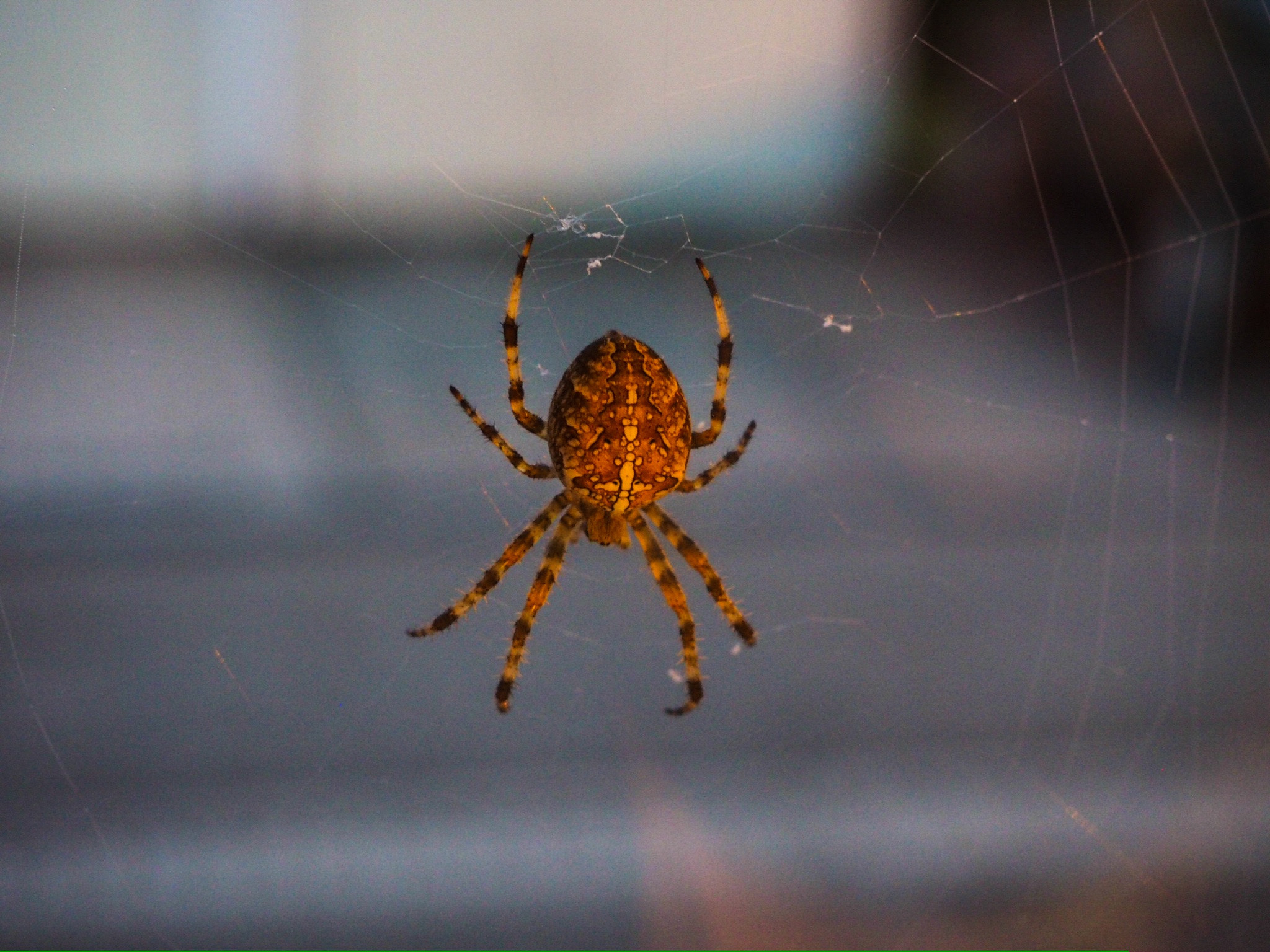 Olympus M.Zuiko Digital 14-42mm F3.5-5.6 II R sample photo. Member of the household - but no pet... photography