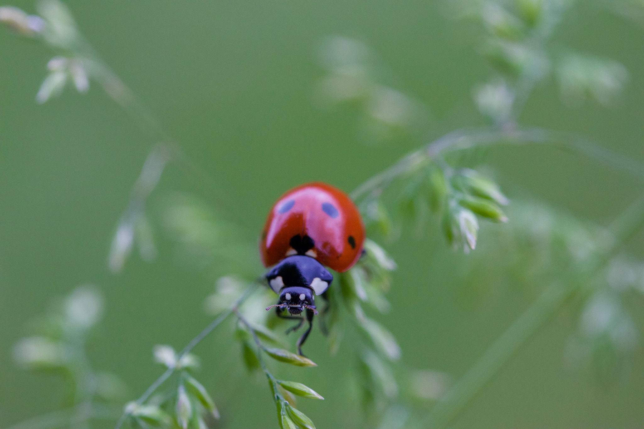 Canon EOS 650D (EOS Rebel T4i / EOS Kiss X6i) + Canon EF 100mm F2.8L Macro IS USM sample photo. Ladybird photography