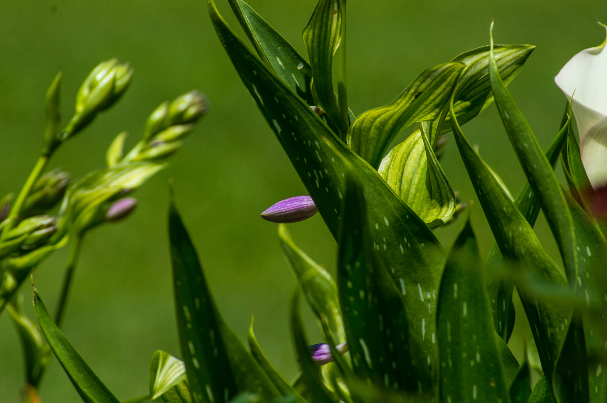 Nikon D3200 + Sigma 70-300mm F4-5.6 DG Macro sample photo. Purple peek photography