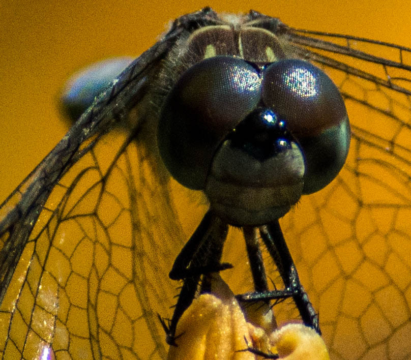 Sigma 70-300mm F4-5.6 DG Macro sample photo. The eyes have it photography