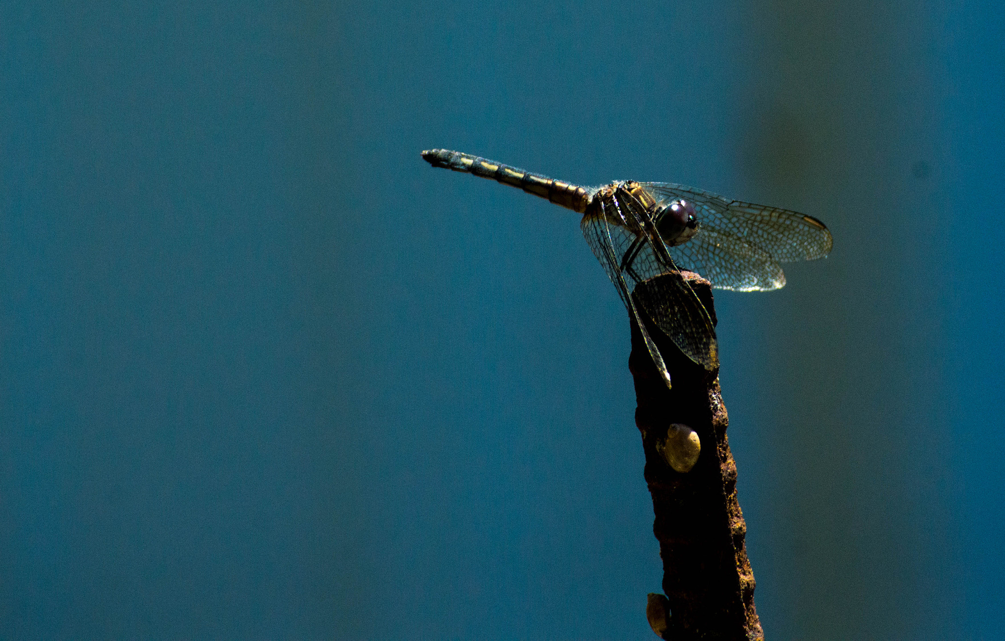 Nikon D3200 + Sigma 70-300mm F4-5.6 DG Macro sample photo. Waiting... photography