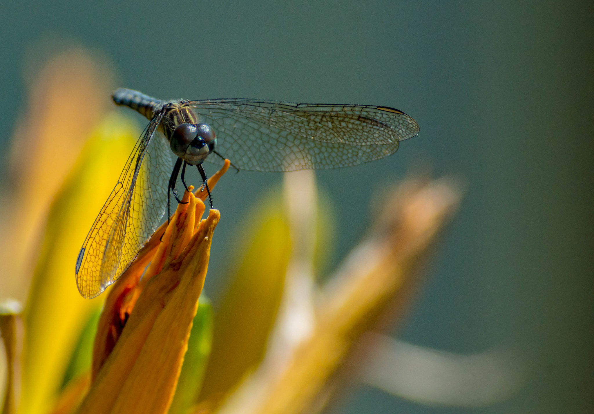 Nikon D3200 + Sigma 70-300mm F4-5.6 DG Macro sample photo. Dragons sometimes rest photography