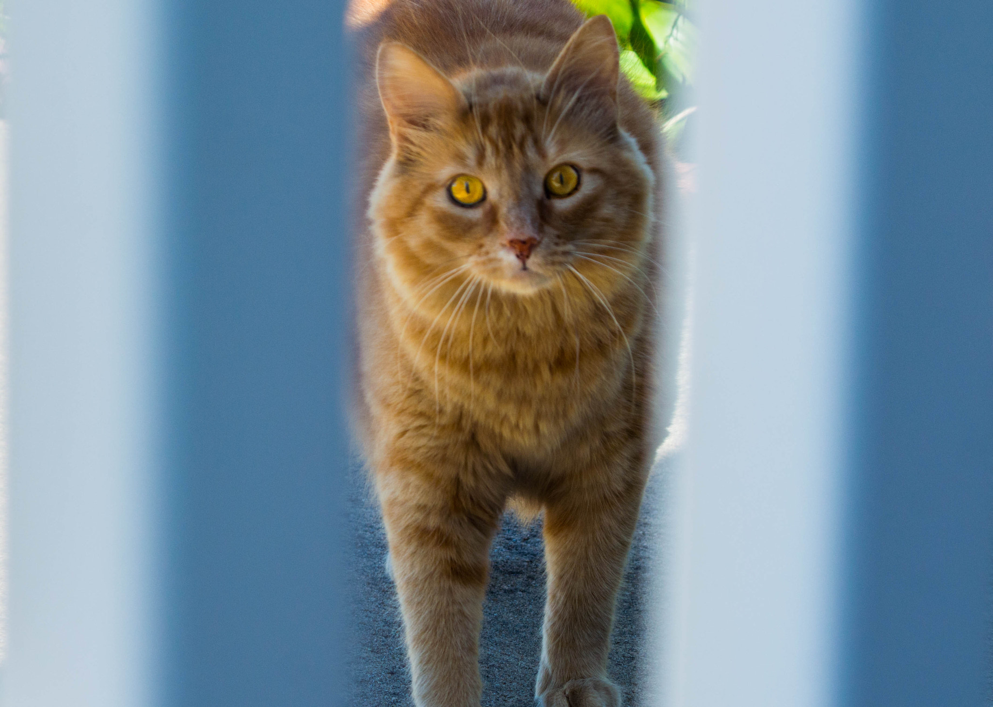 Sigma 70-300mm F4-5.6 DG Macro sample photo. Rudy photography