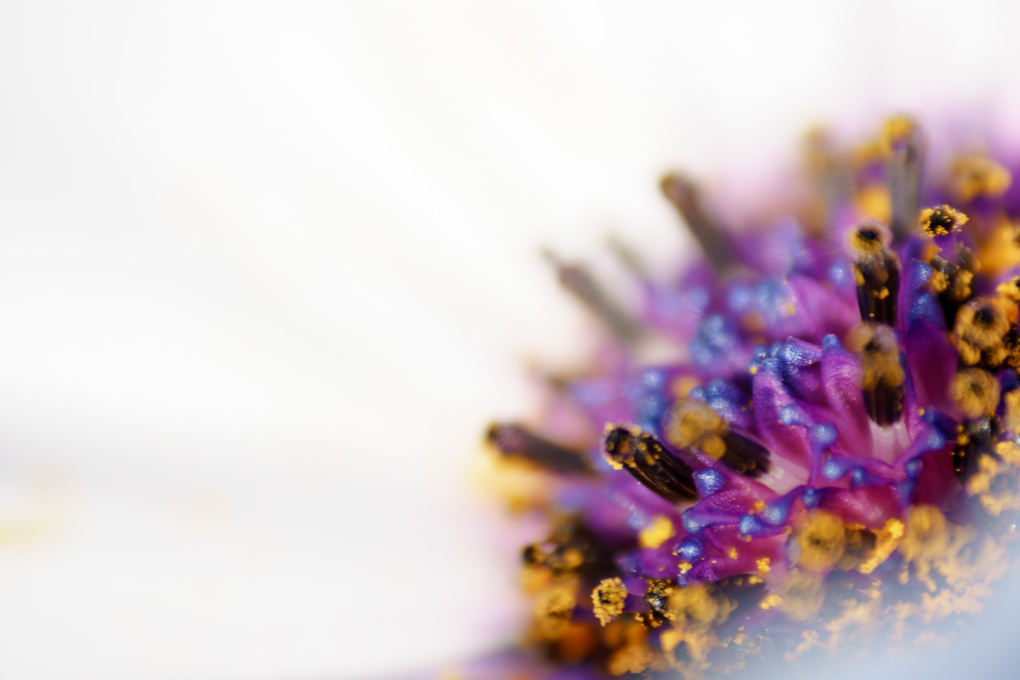 Tamron SP 70-300mm F4-5.6 Di USD sample photo. Blossom closeup photography