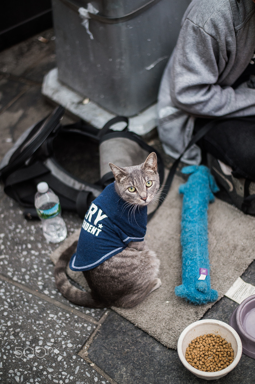Nikon D4S + Nikon AF-S Nikkor 50mm F1.8G sample photo. Cat is looking at me photography