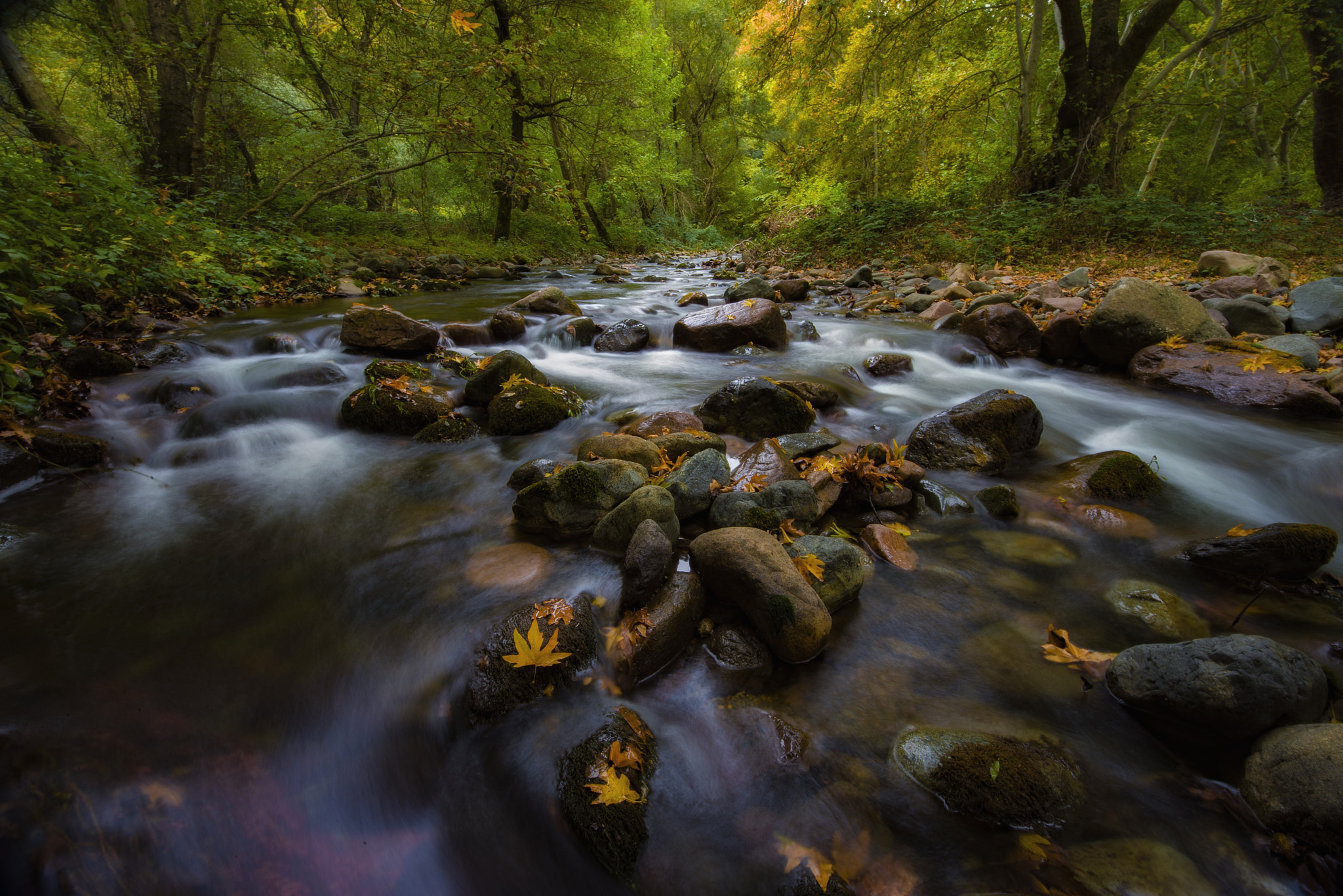 Sigma 8-16mm F4.5-5.6 DC HSM sample photo. Forest of fairy's photography