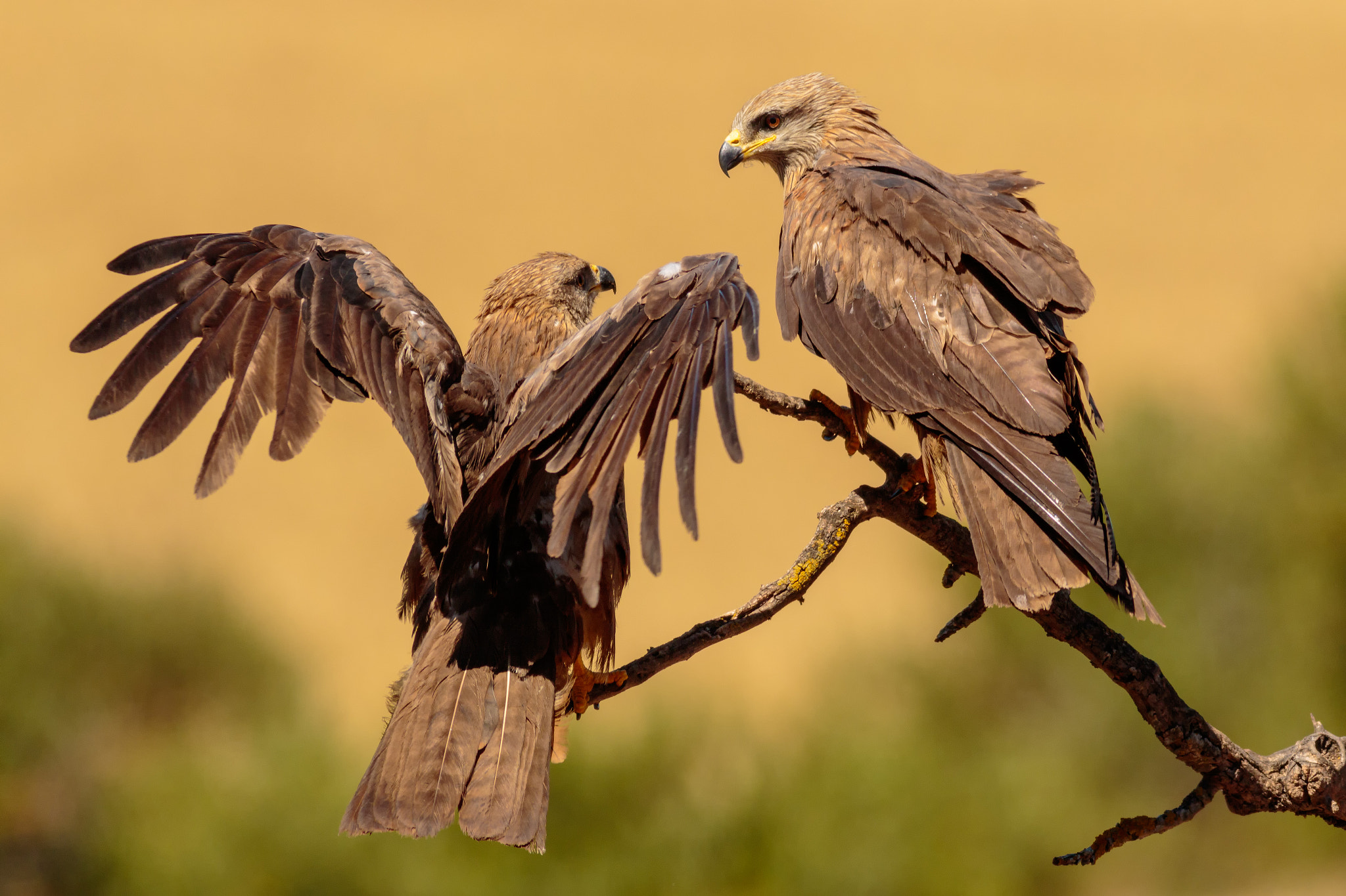 Canon EOS 7D Mark II + Canon EF 400mm F5.6L USM sample photo. Milano negro photography