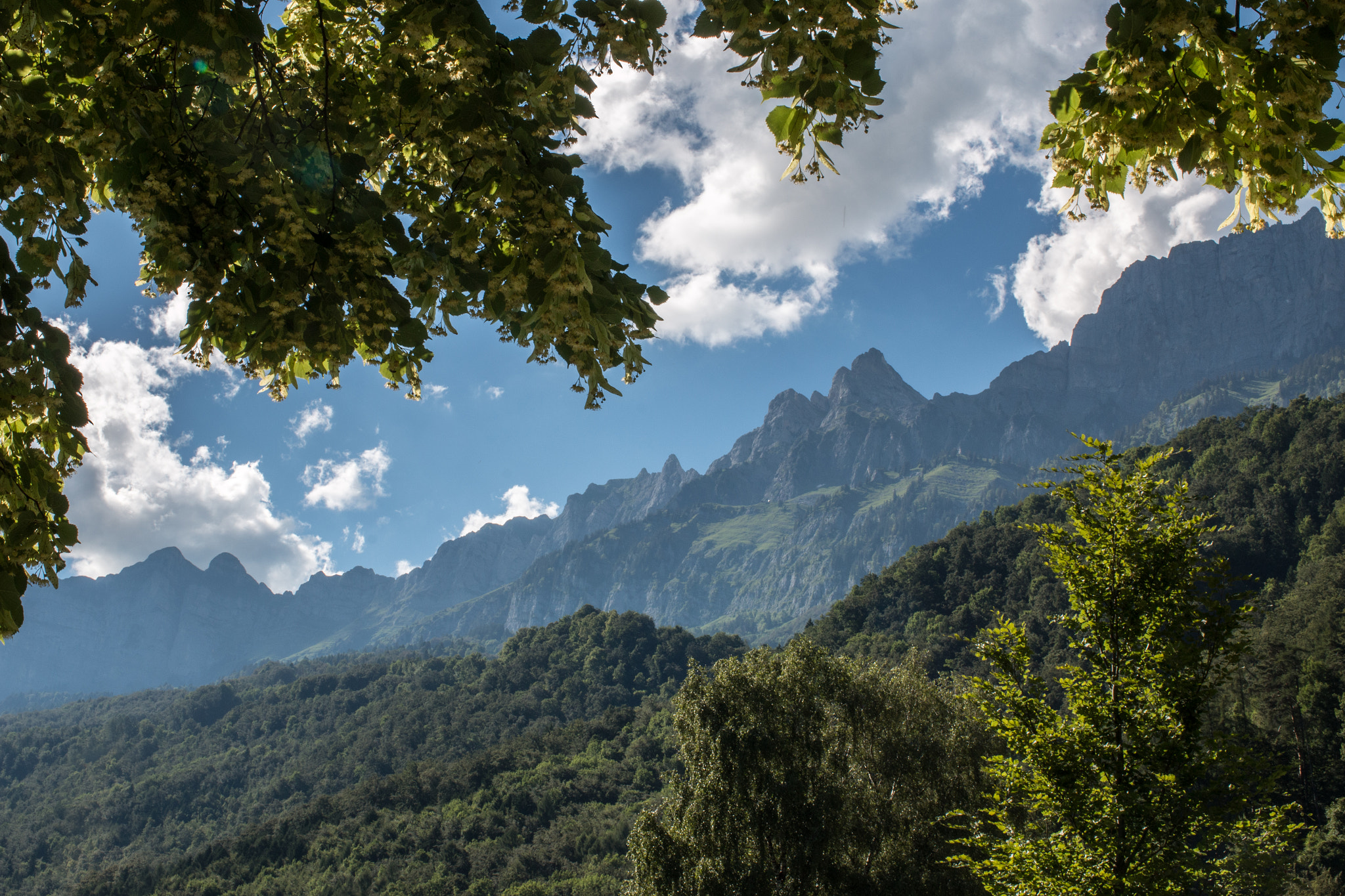 Canon EOS 70D + Canon EF 35mm F1.4L USM sample photo. Summer forest iii photography