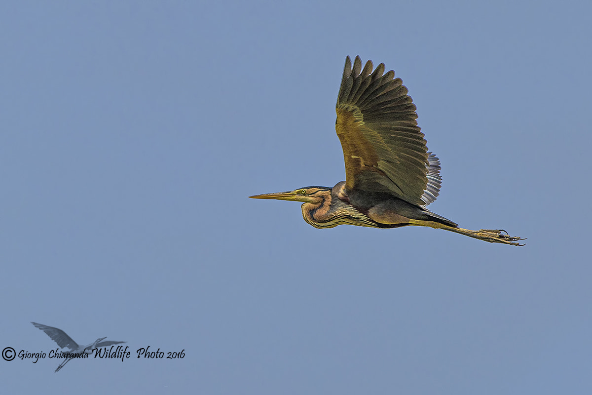 Canon EOS 7D Mark II + Canon EF 400mm F5.6L USM sample photo. Red photography