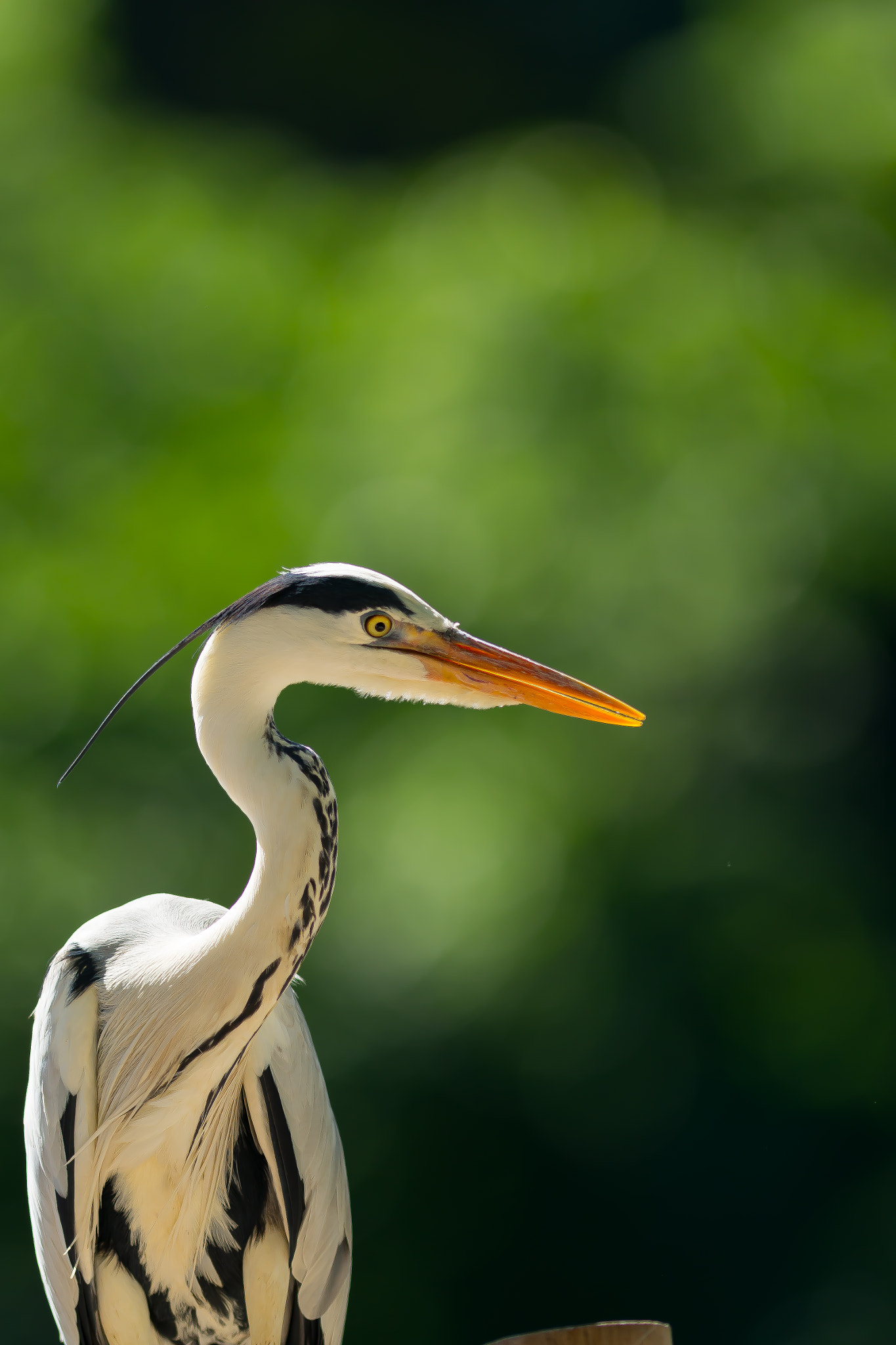 Nikon AF-S Nikkor 300mm F2.8G ED VR II sample photo. Thought photography