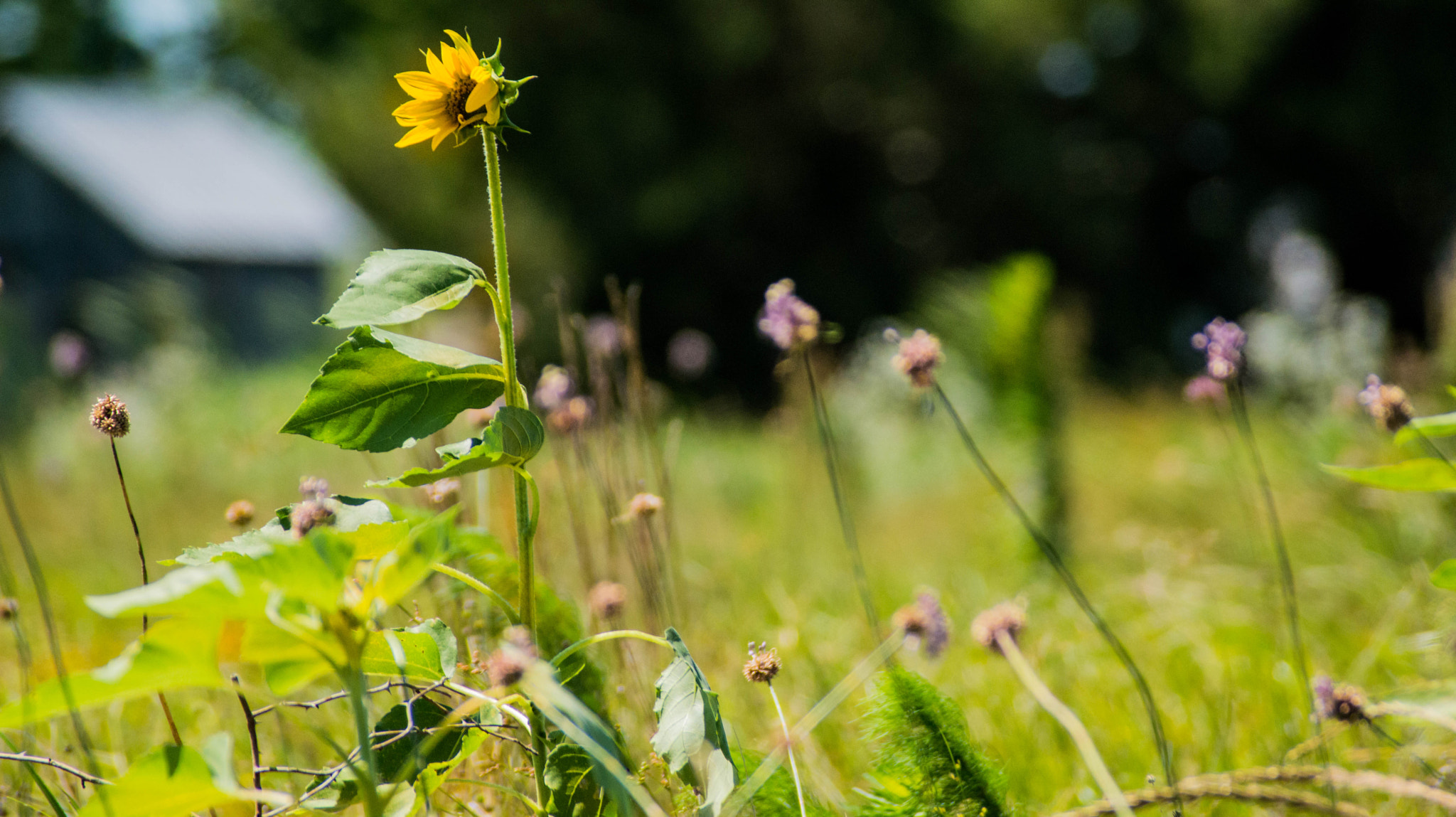 Sigma 70-300mm F4-5.6 DG Macro sample photo. Standing out photography