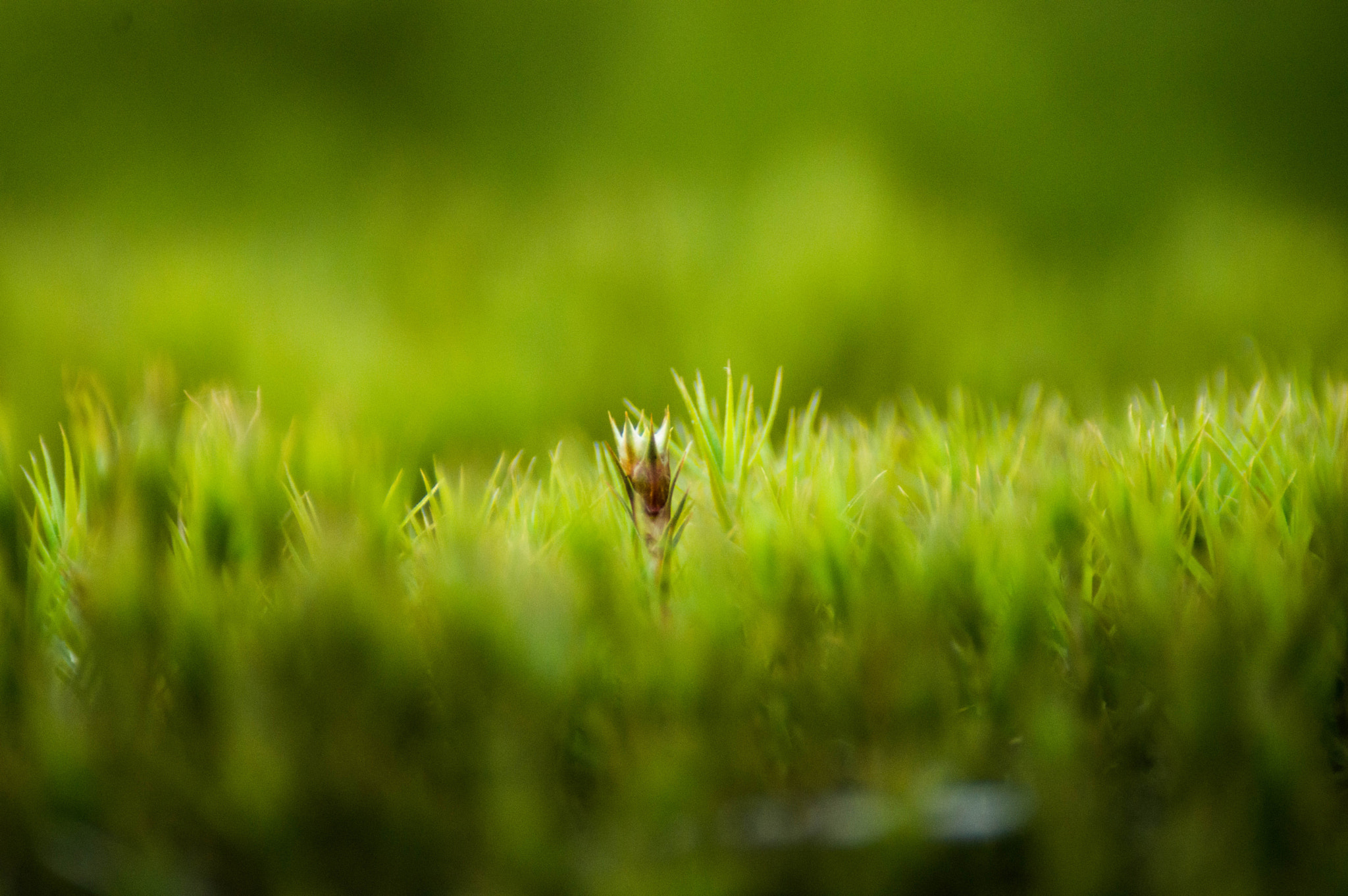 Sigma 70-300mm F4-5.6 DG Macro sample photo. Dare to be different photography