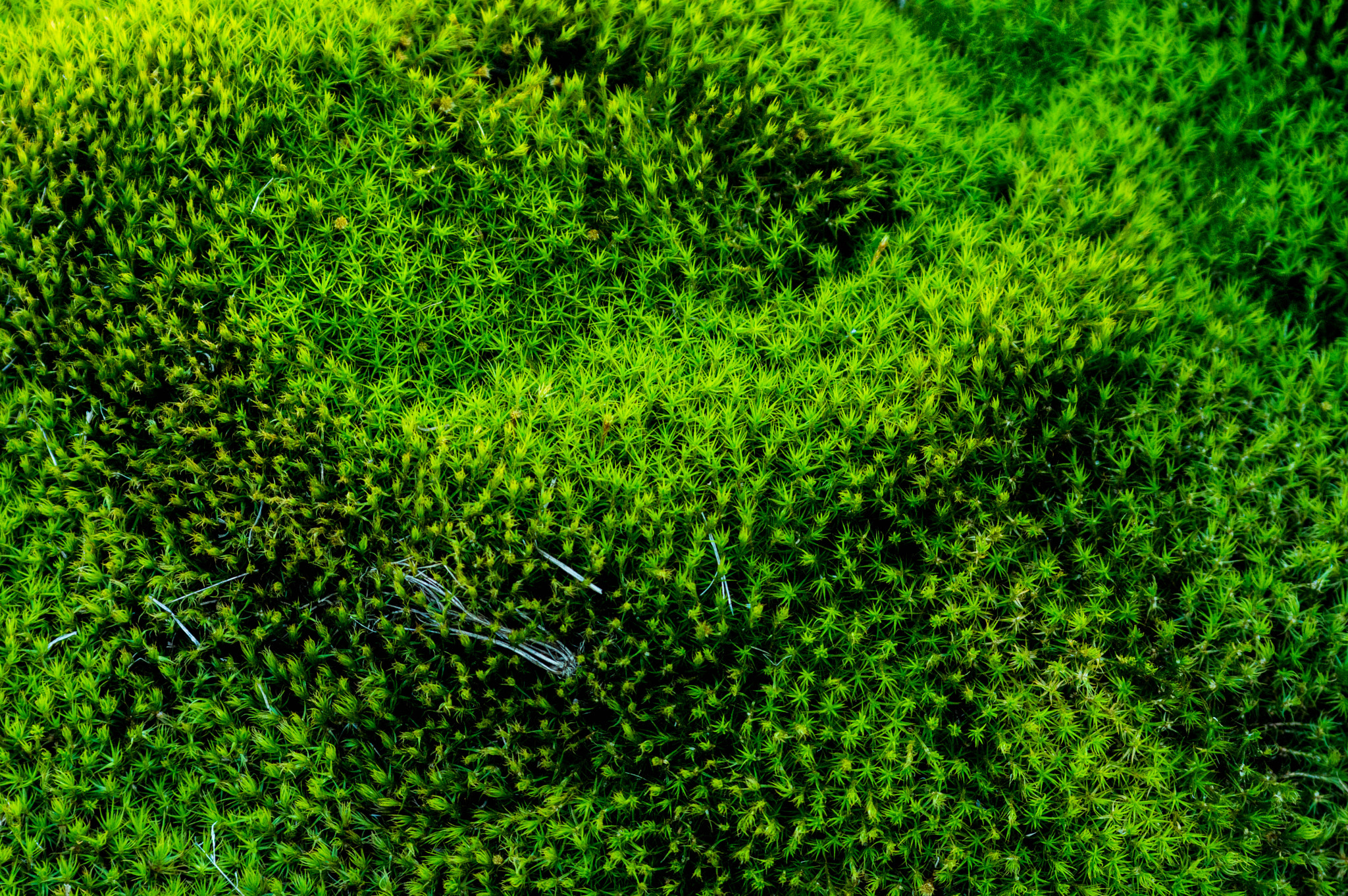 Sigma 70-300mm F4-5.6 DG Macro sample photo. Does anyone else see a jesus fish here? photography