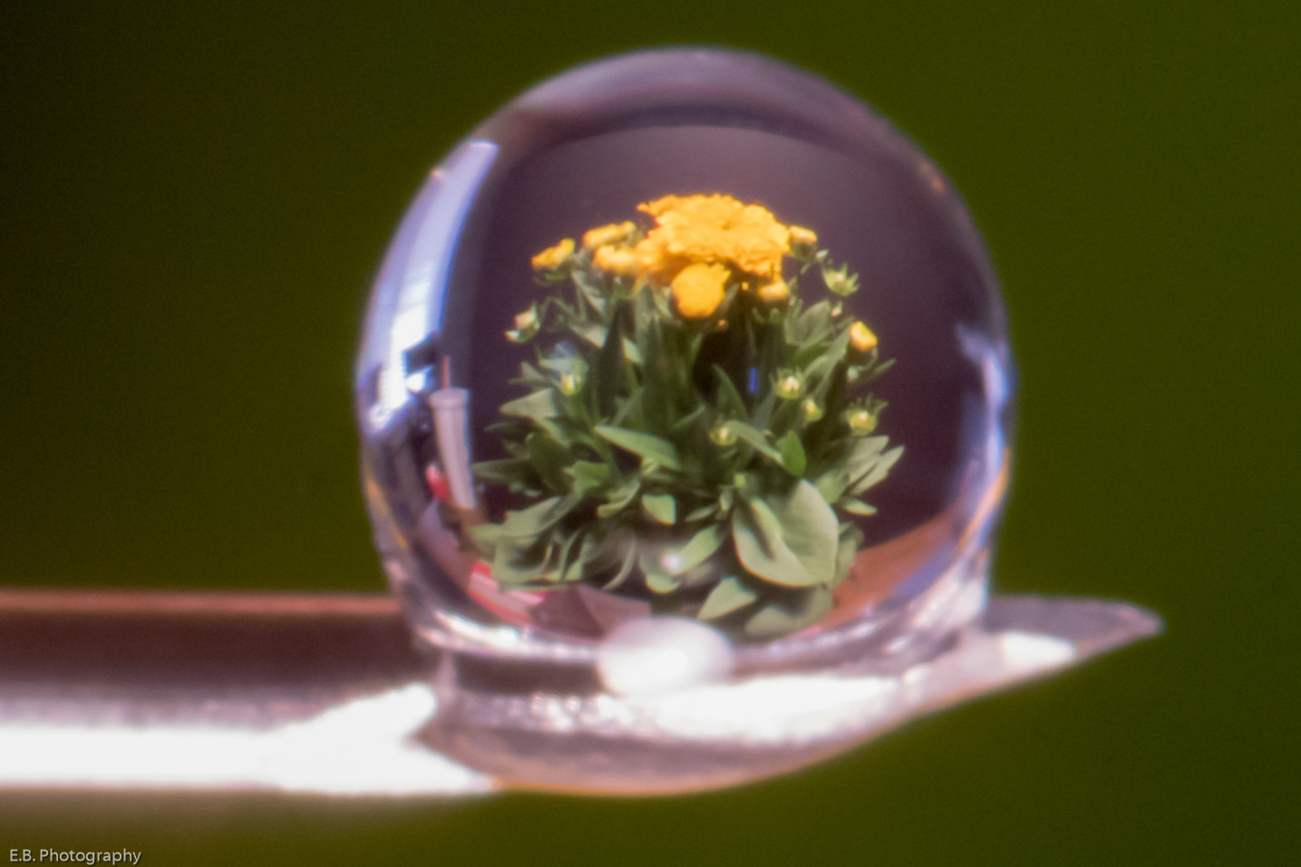 Canon EF 180mm F3.5L Macro USM sample photo. Edit photography
