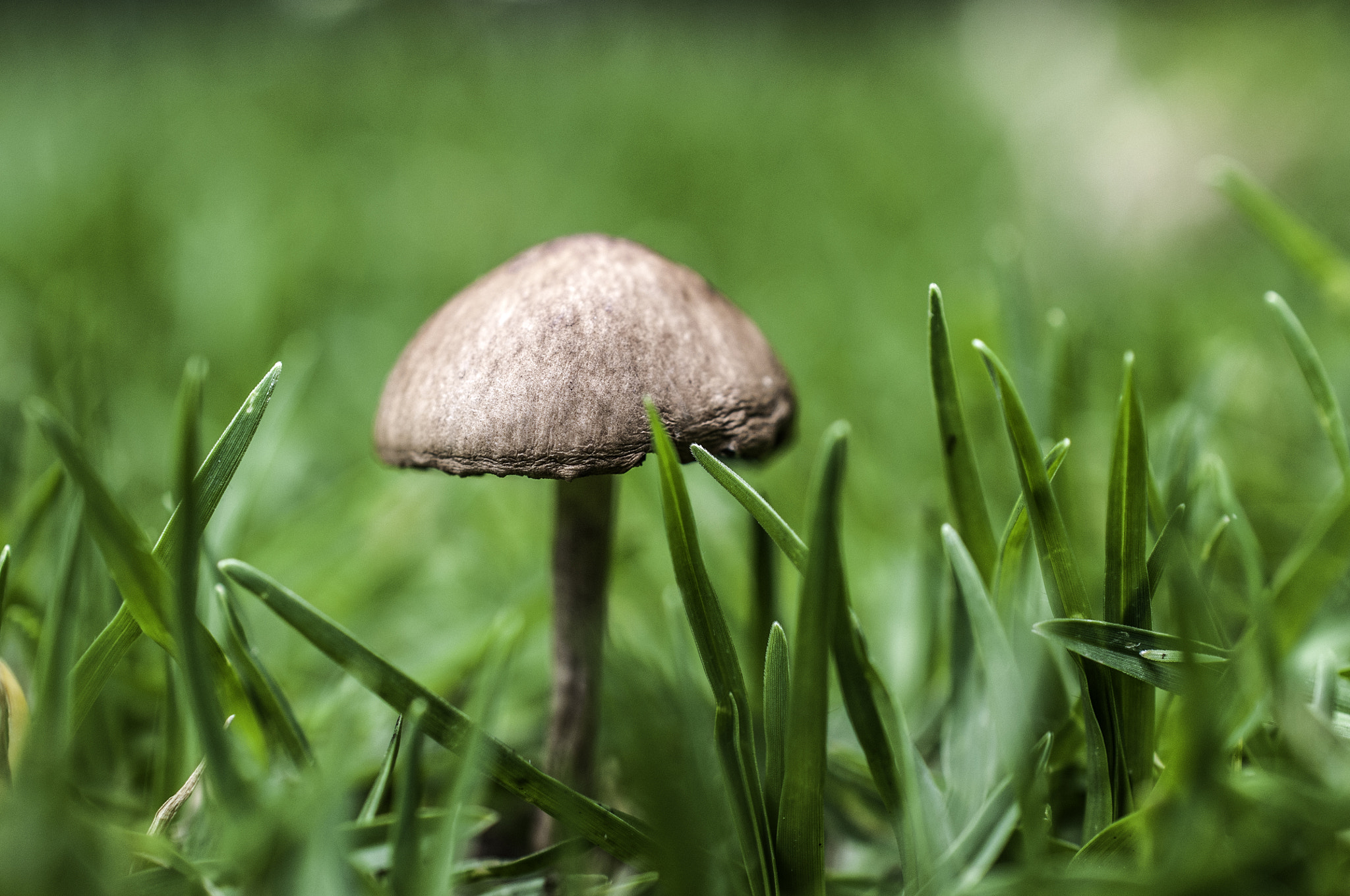 Nikon AF-S DX Micro Nikkor 40mm F2.8 sample photo. Little fungus photography