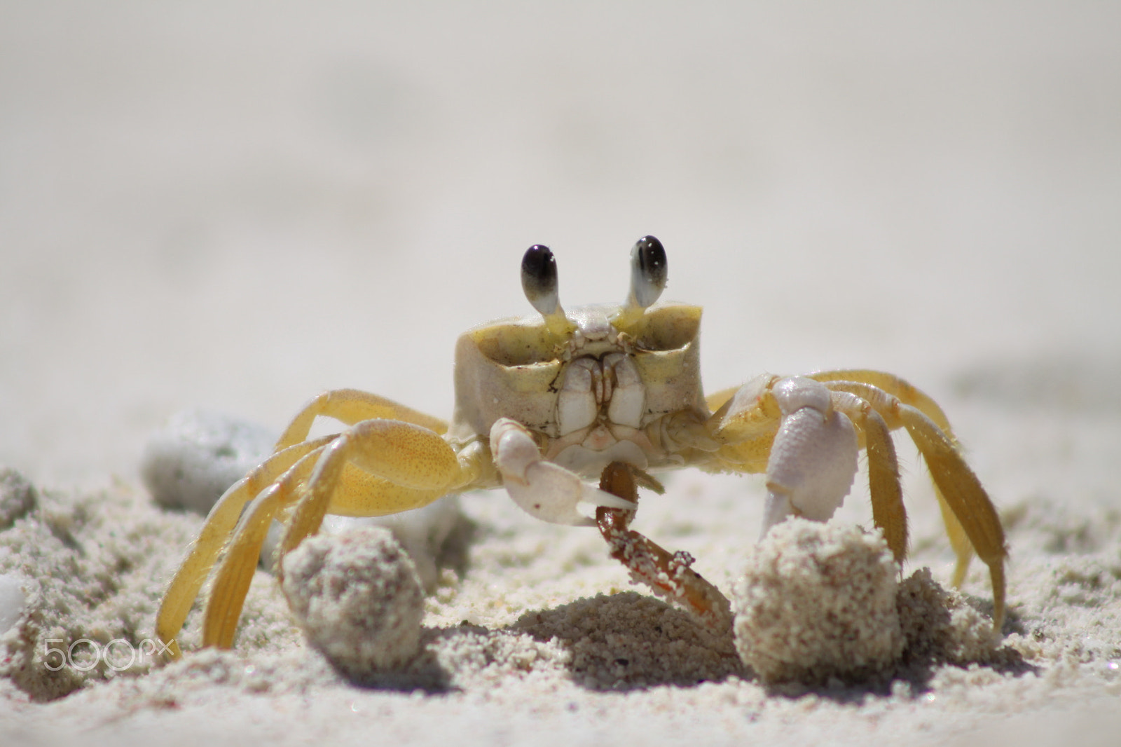 Canon EOS 50D + EF75-300mm f/4-5.6 sample photo. Crab photography