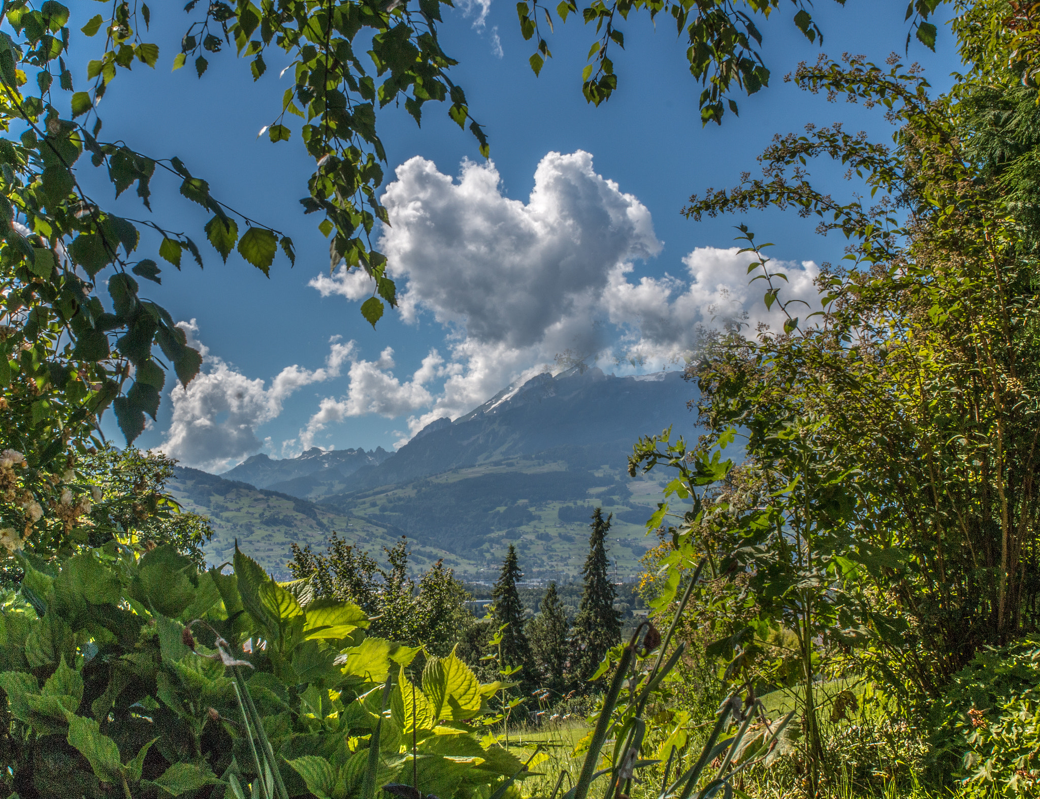 Canon EOS 70D + Canon EF 28mm F1.8 USM sample photo. Foliage frame photography