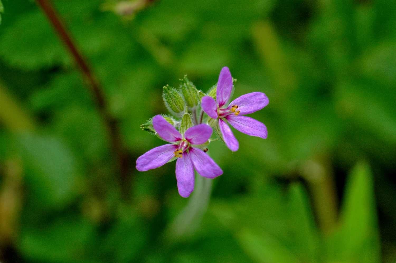 Sigma Macro 90mm F2.8 sample photo. A photography