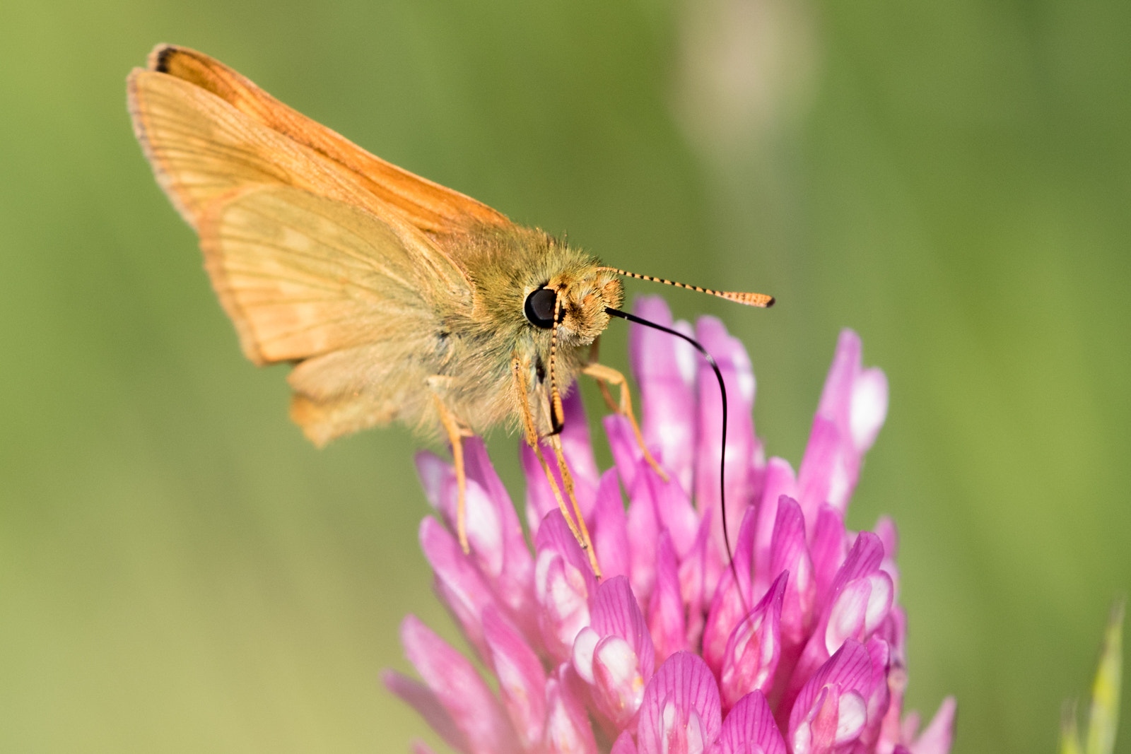 Sigma APO Macro 150mm f/2.8 EX DG HSM sample photo. Large skipper photography
